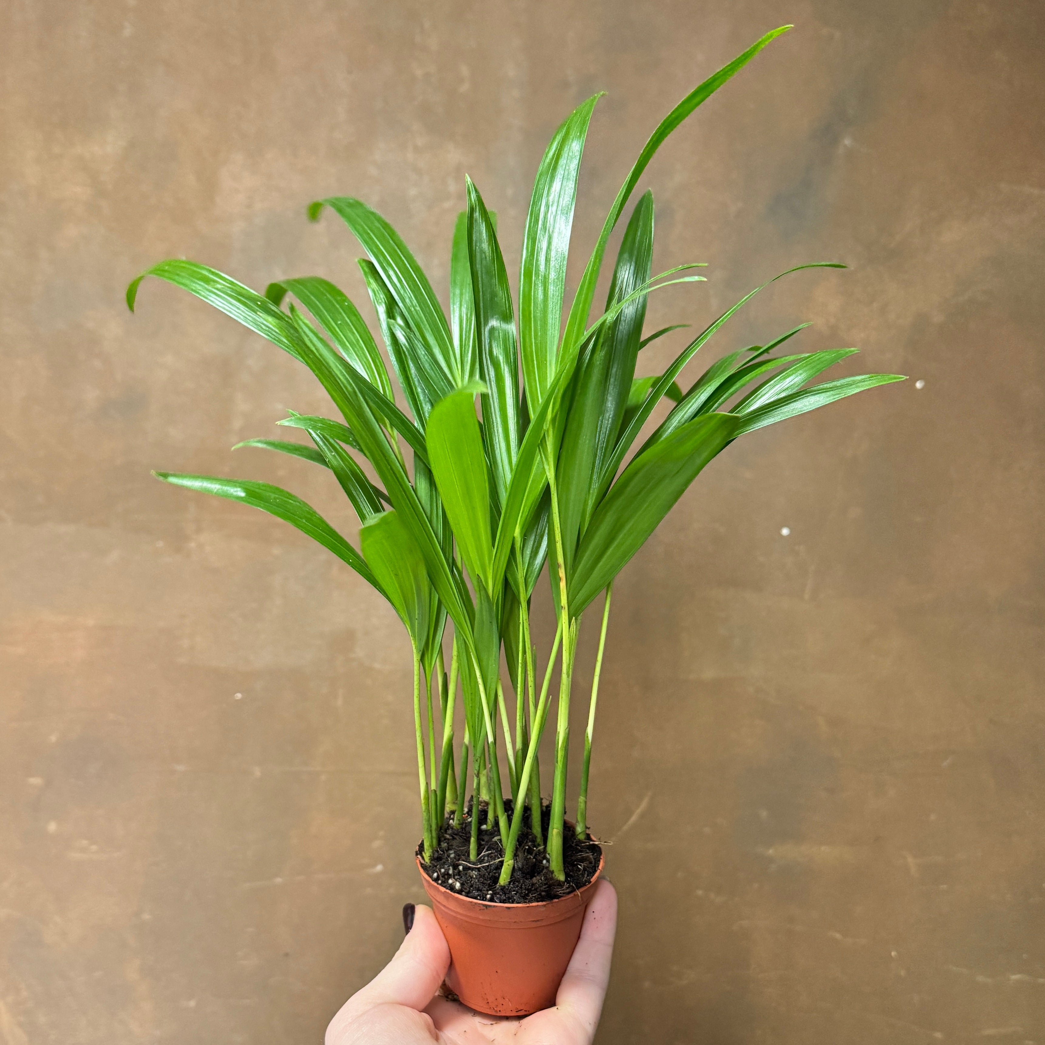 Dypsis lutescens (7cm pot)