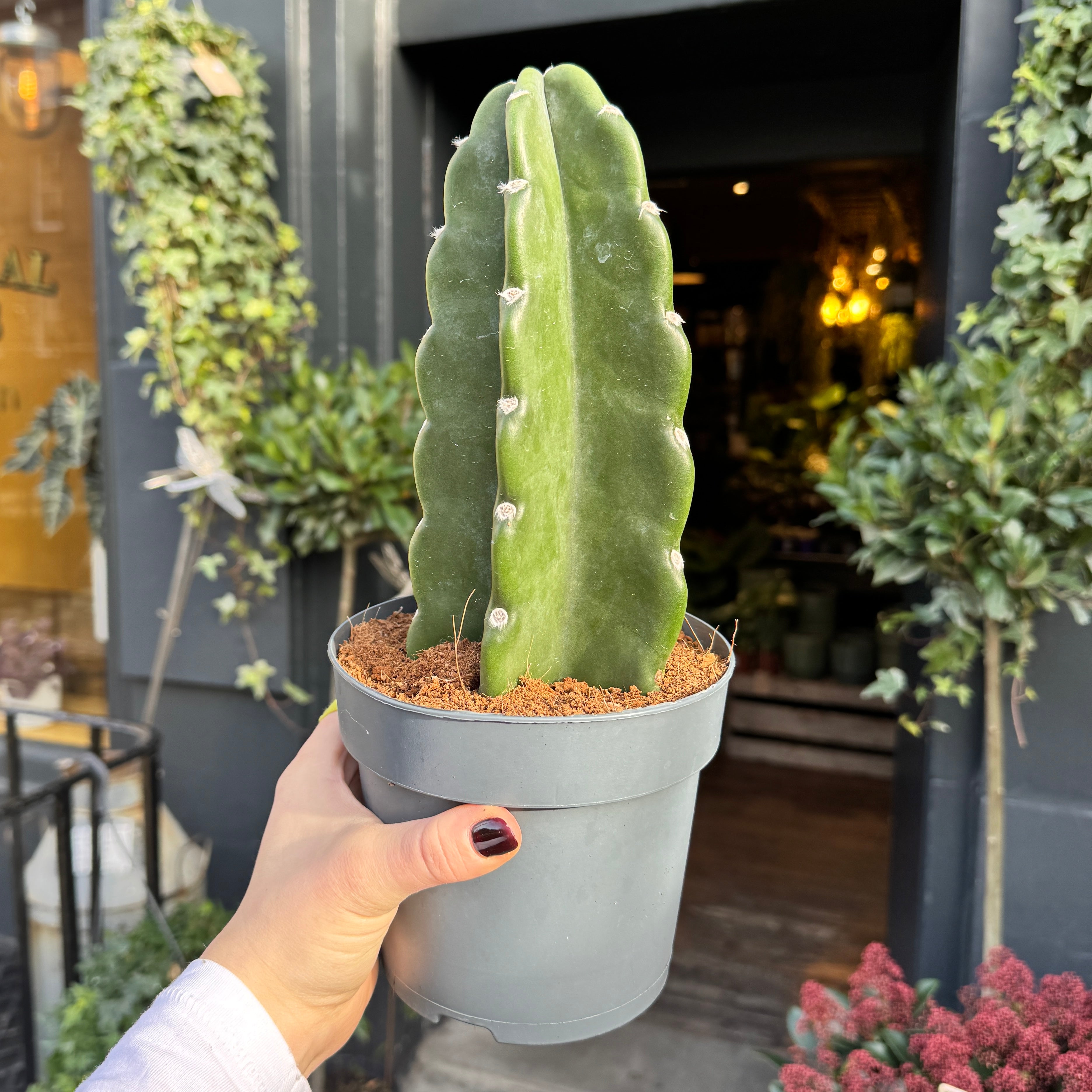 Cereus jamacaru | Cuddly Cactus