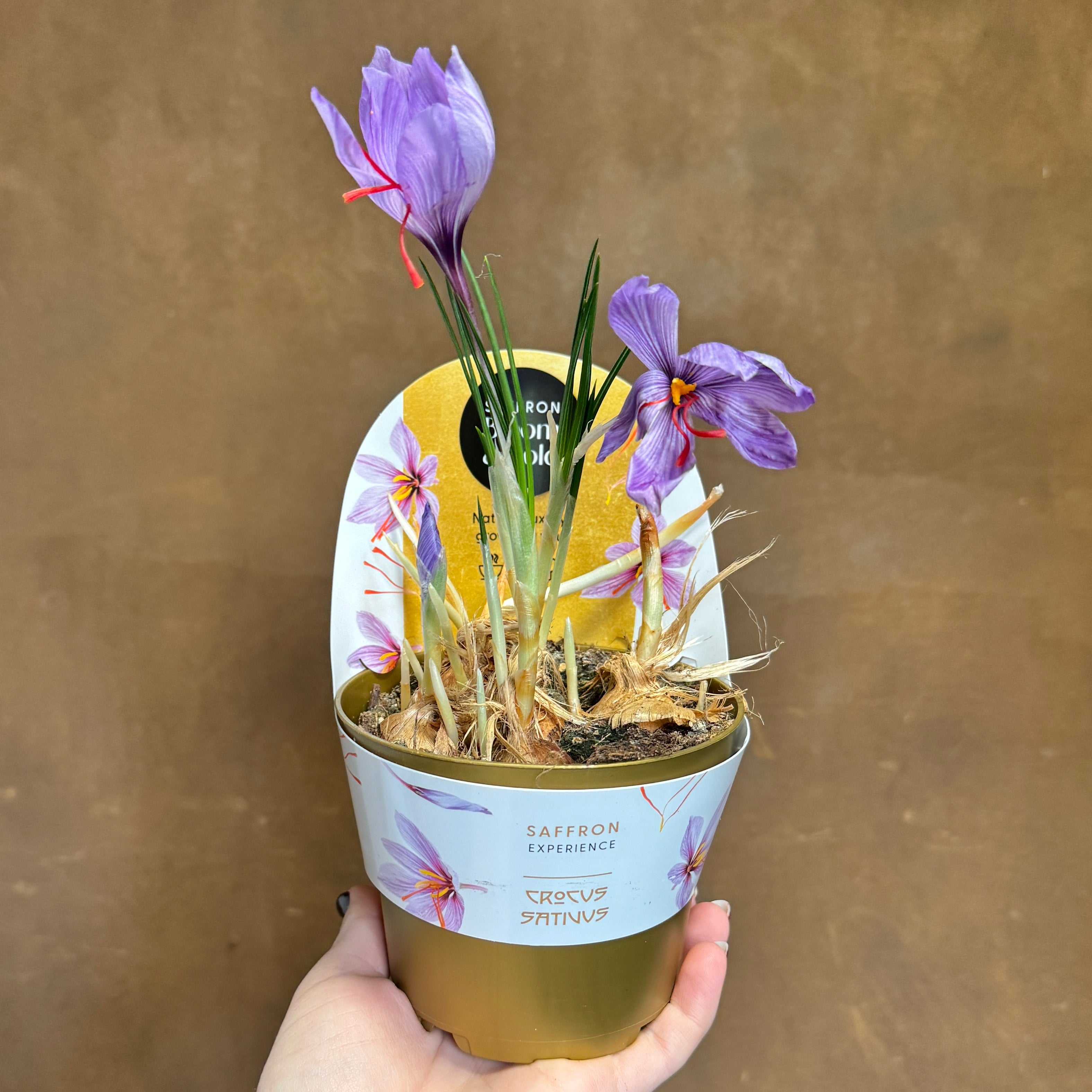 Crocus sativus – Saffron Crocus | Grow Your Own Saffron