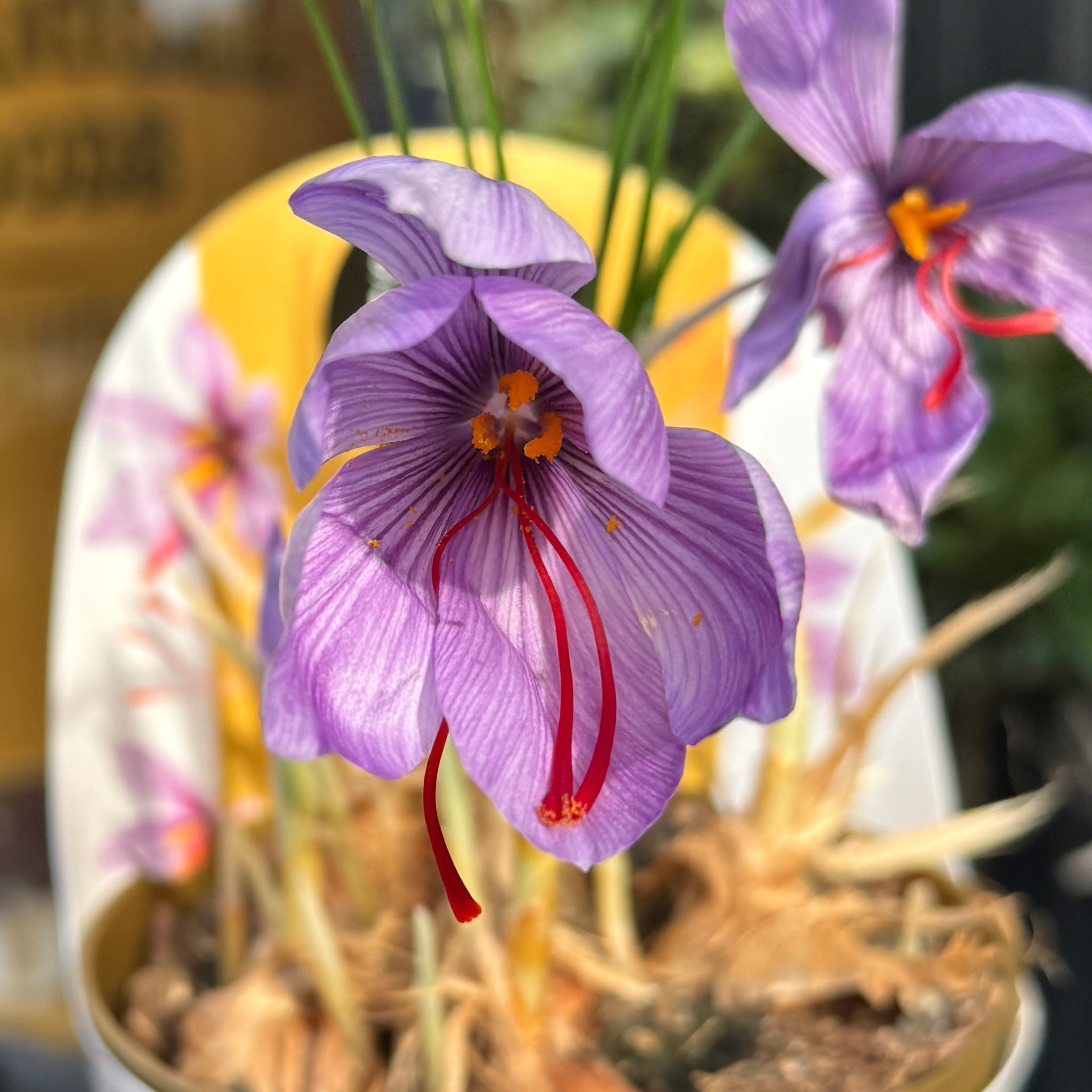 Crocus sativus – Saffron Crocus | Grow Your Own Saffron