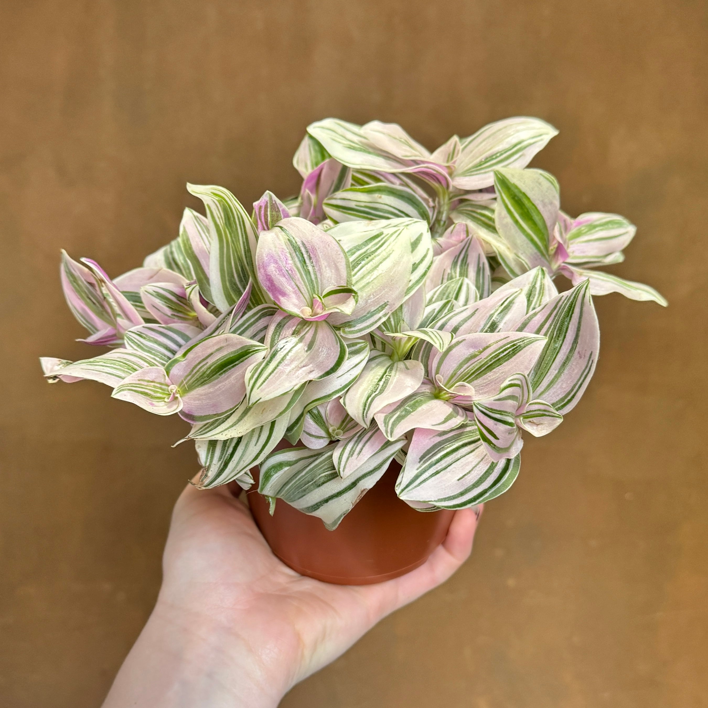 Tradescantia 'Unicorn' (12cm pot)