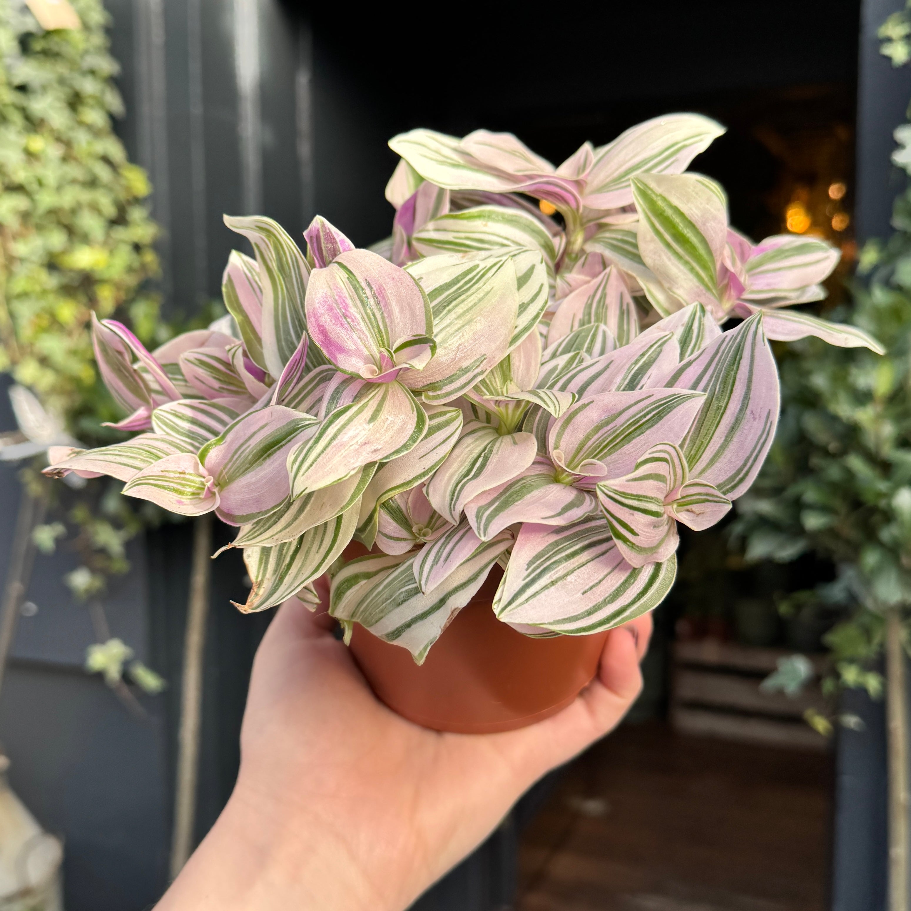 Tradescantia 'Unicorn' (12cm pot)