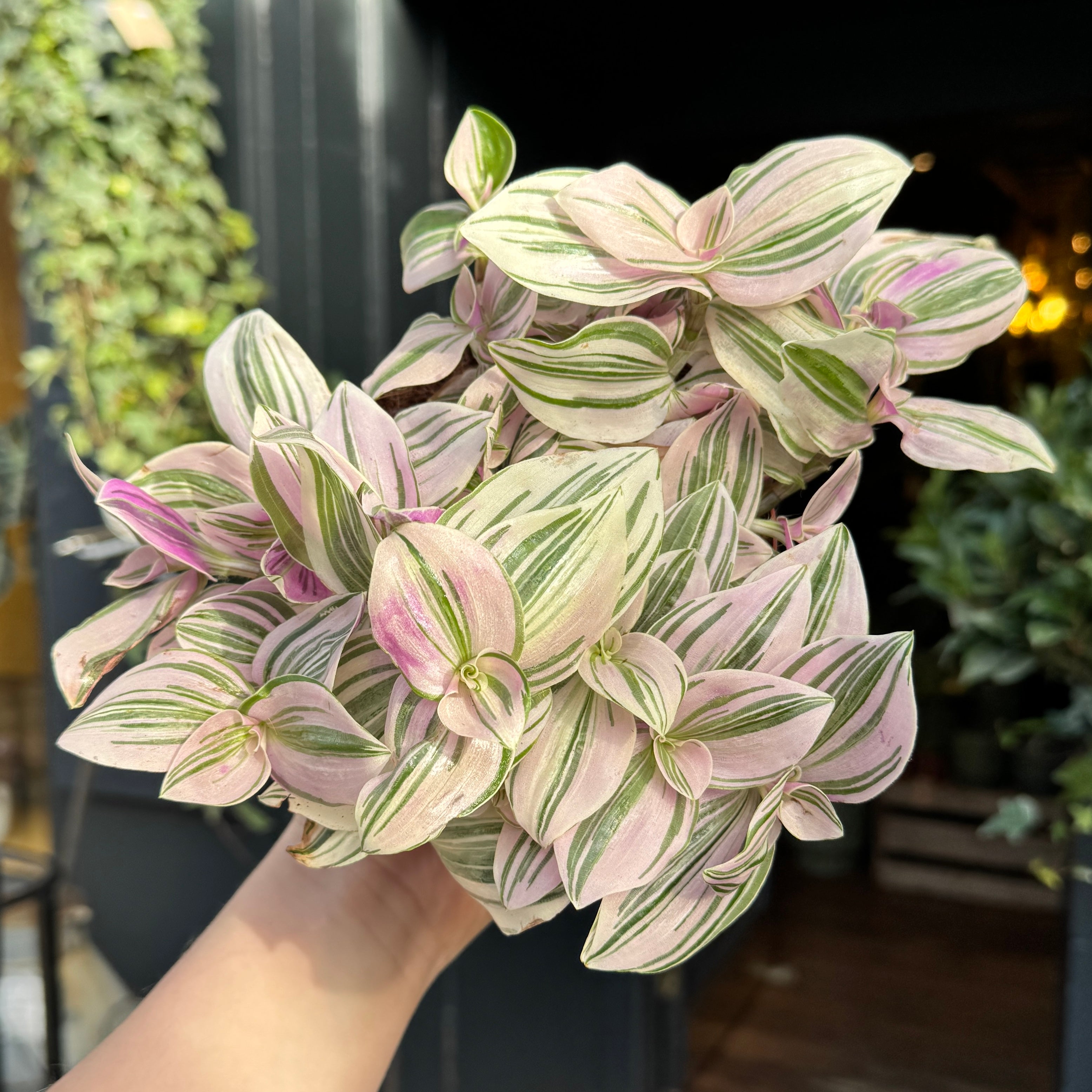 Tradescantia 'Unicorn' (12cm pot)
