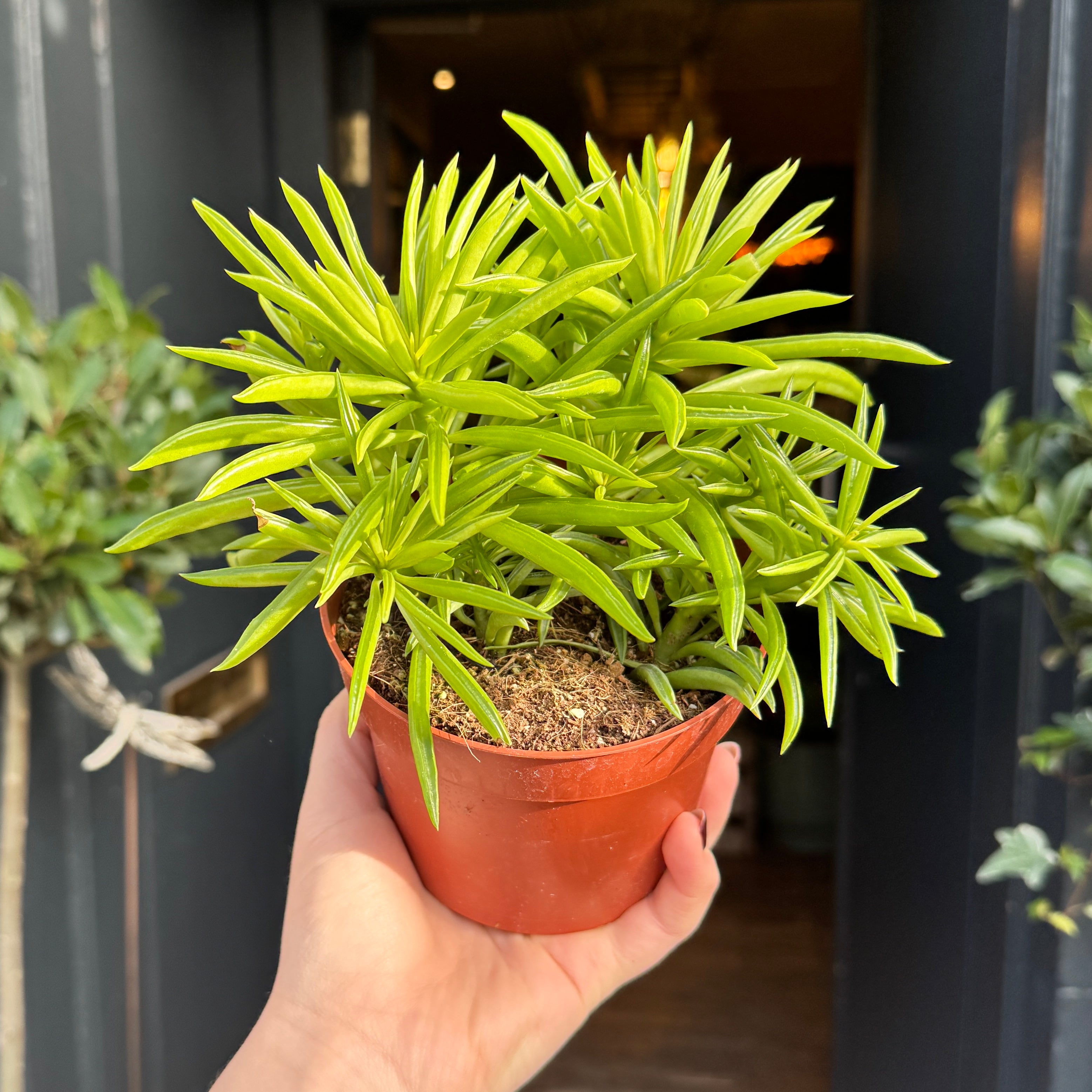 Peperomia 'Happy Bean’