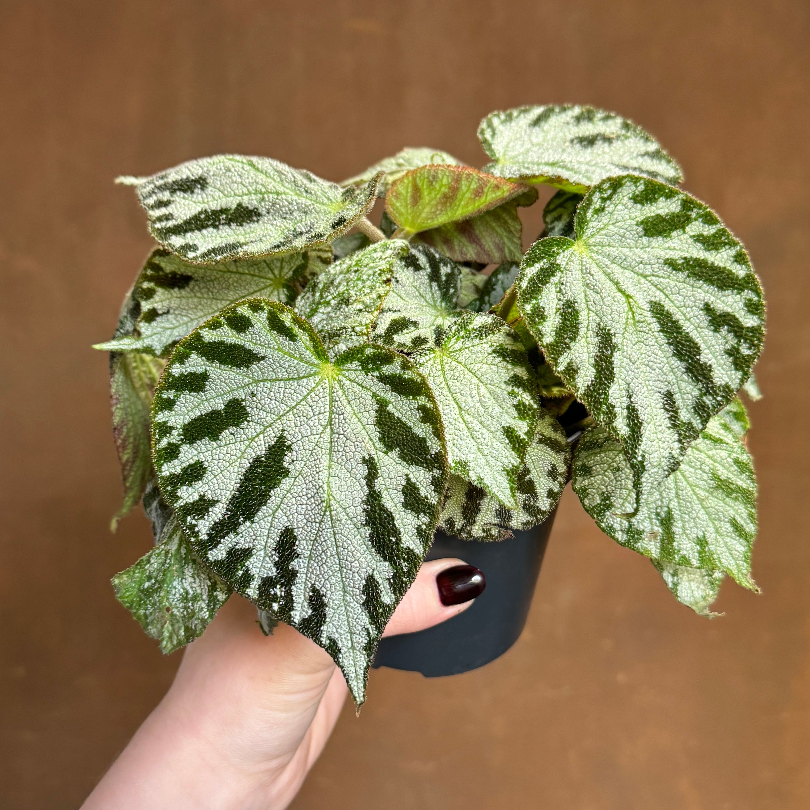 Begonia 'Silver Jewel'