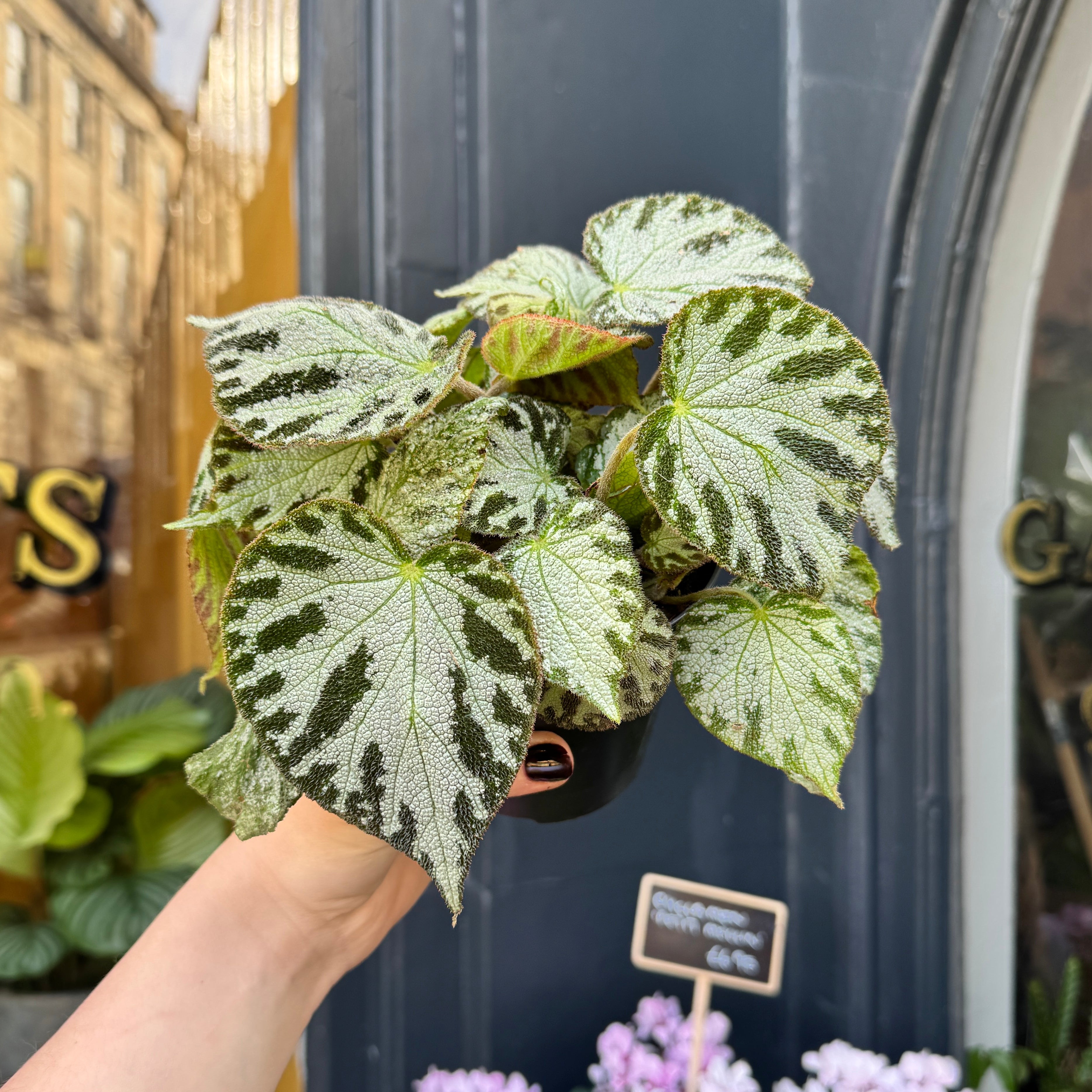 Begonia 'Silver Jewel'