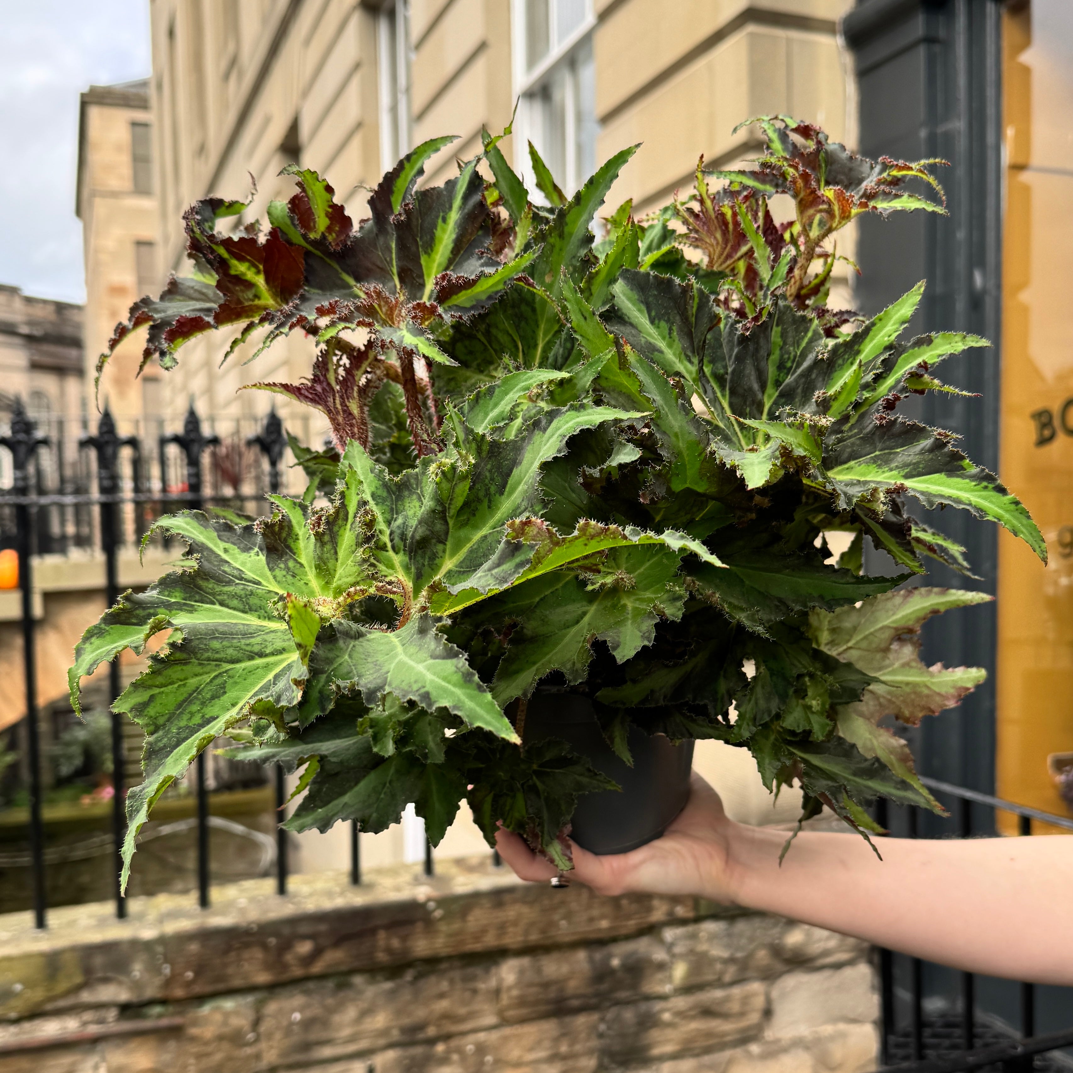 Begonia rex ‘Liondance'