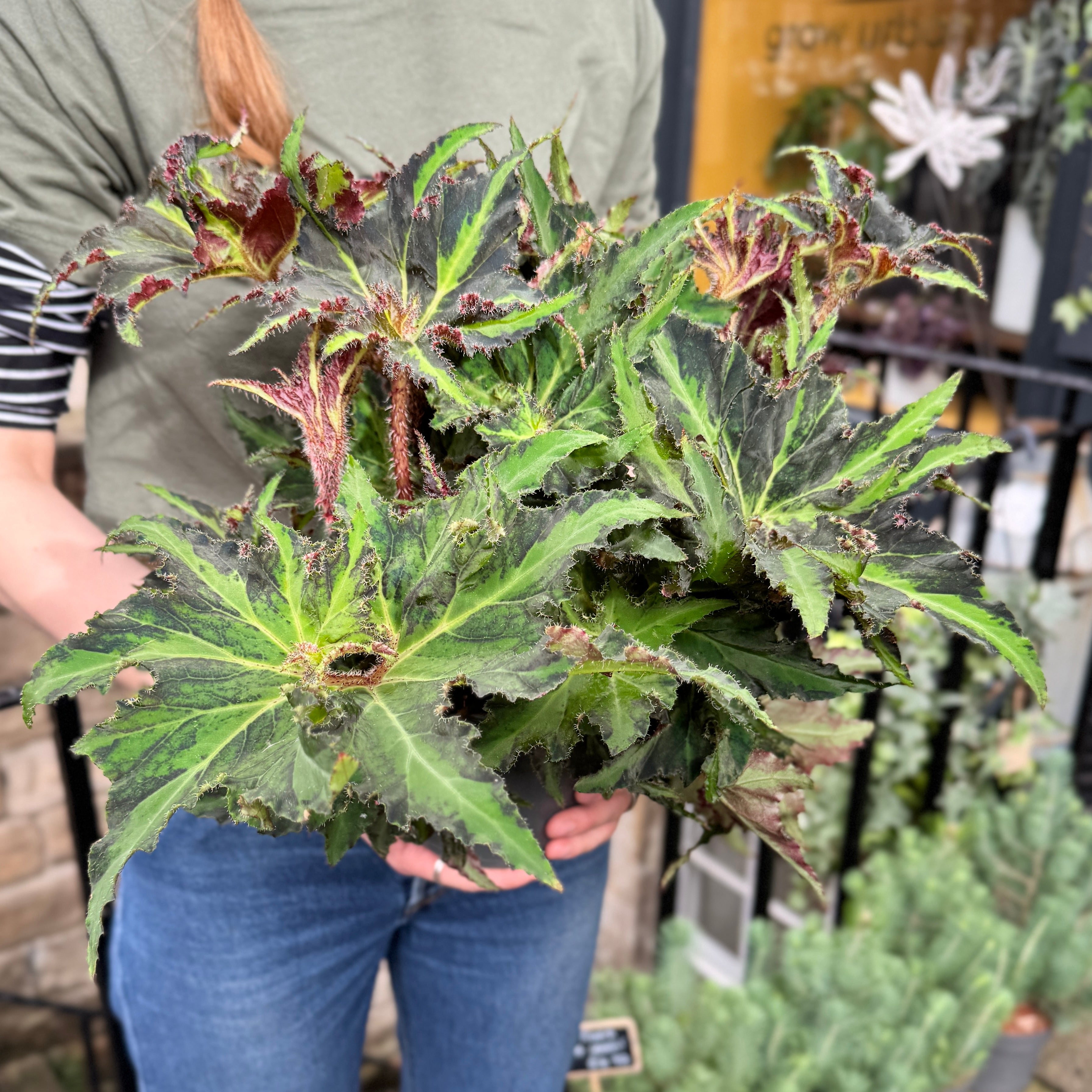 Begonia rex ‘Liondance'