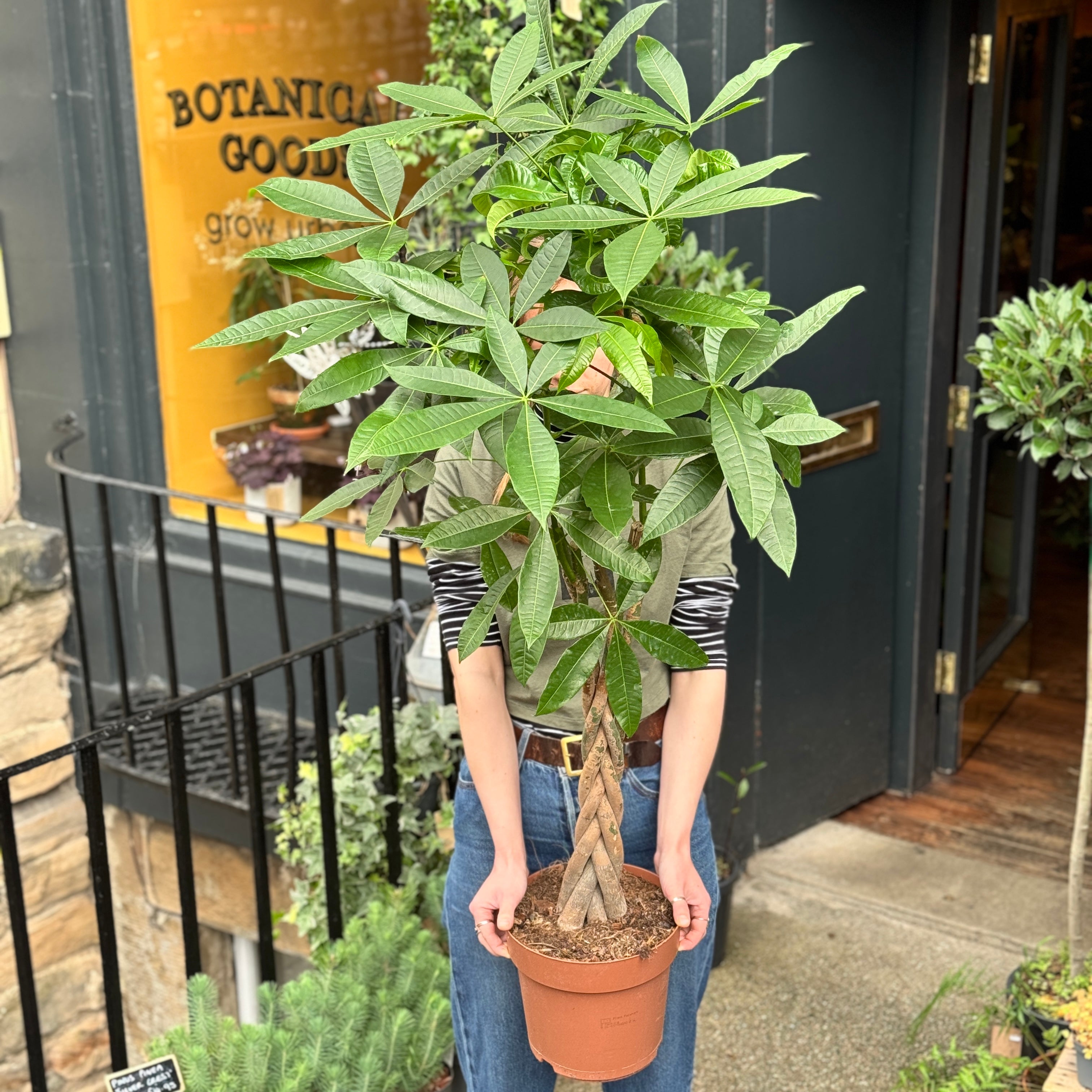 Pachira aquatica (140cm)