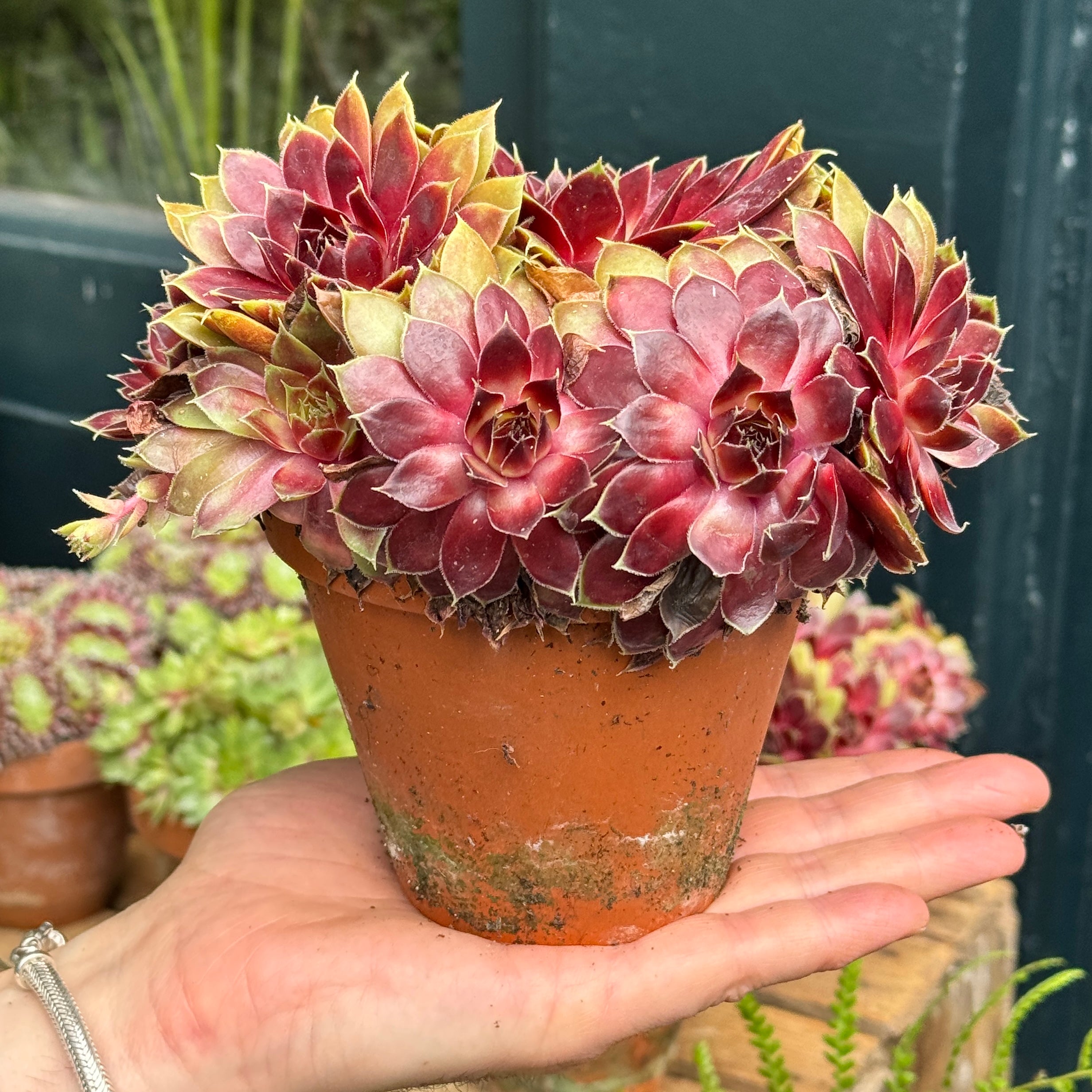 Sempervivum Mix in Terracotta Pot