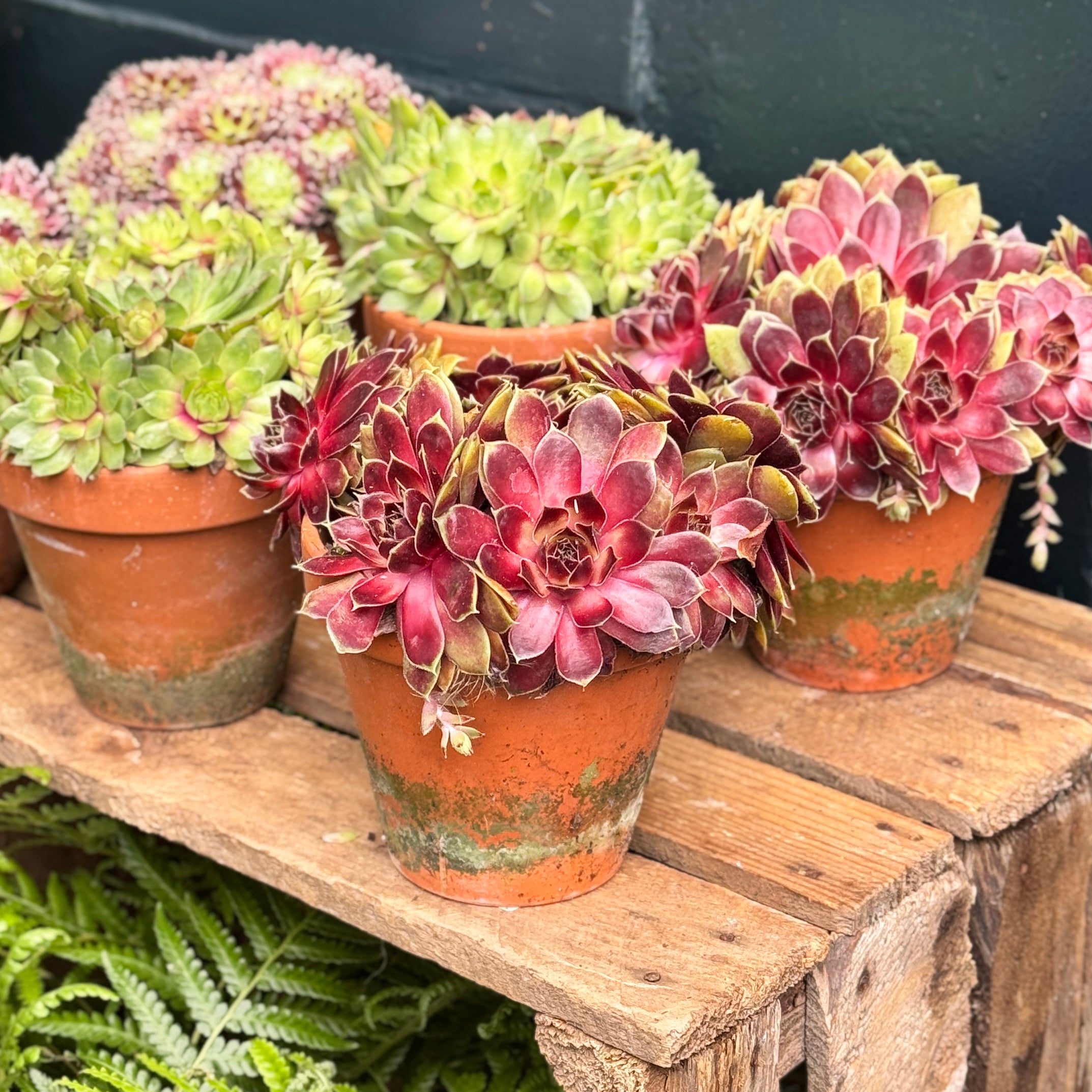 Sempervivum Mix in Terracotta Pot