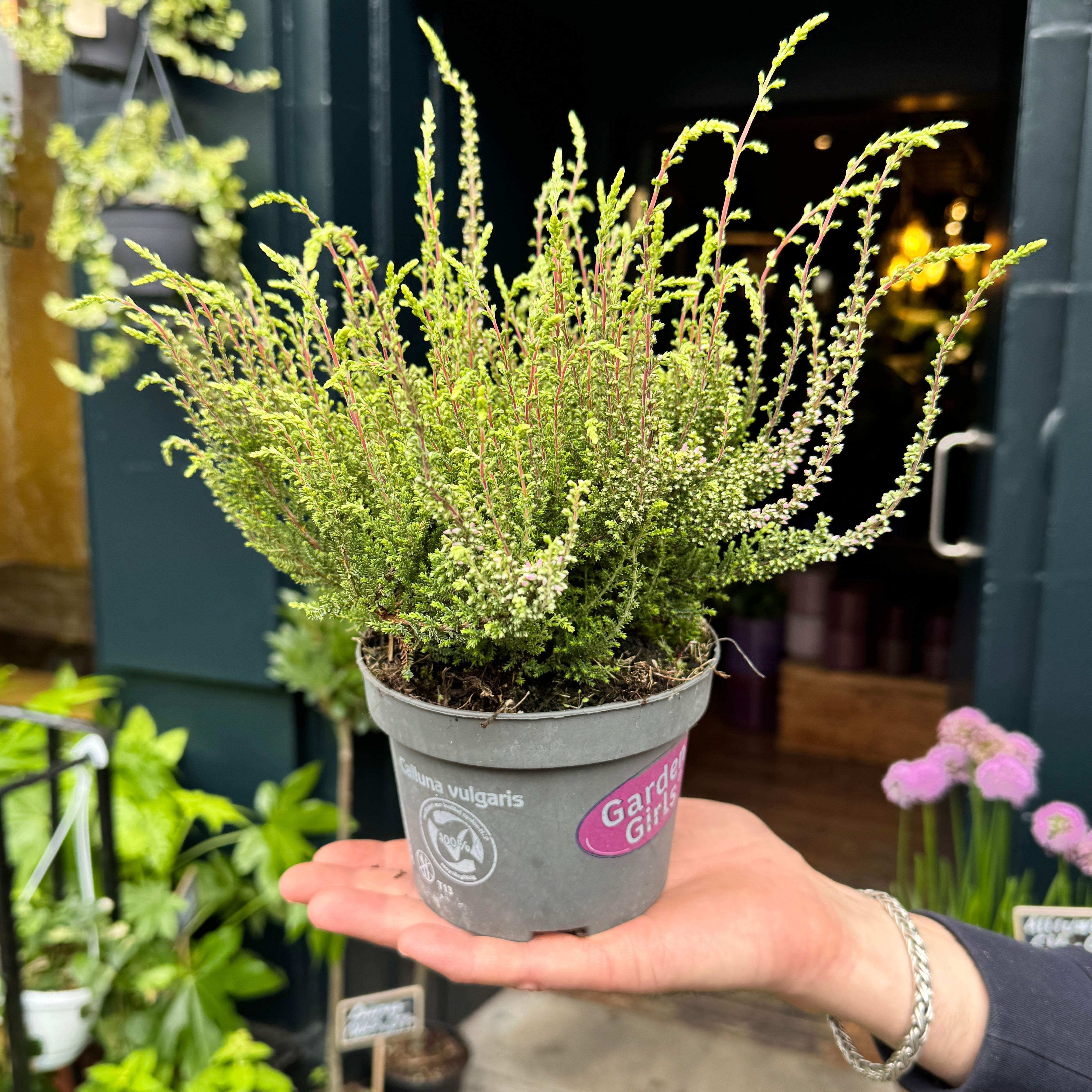 Calluna vulgaris 'Garden Girls Rosita'