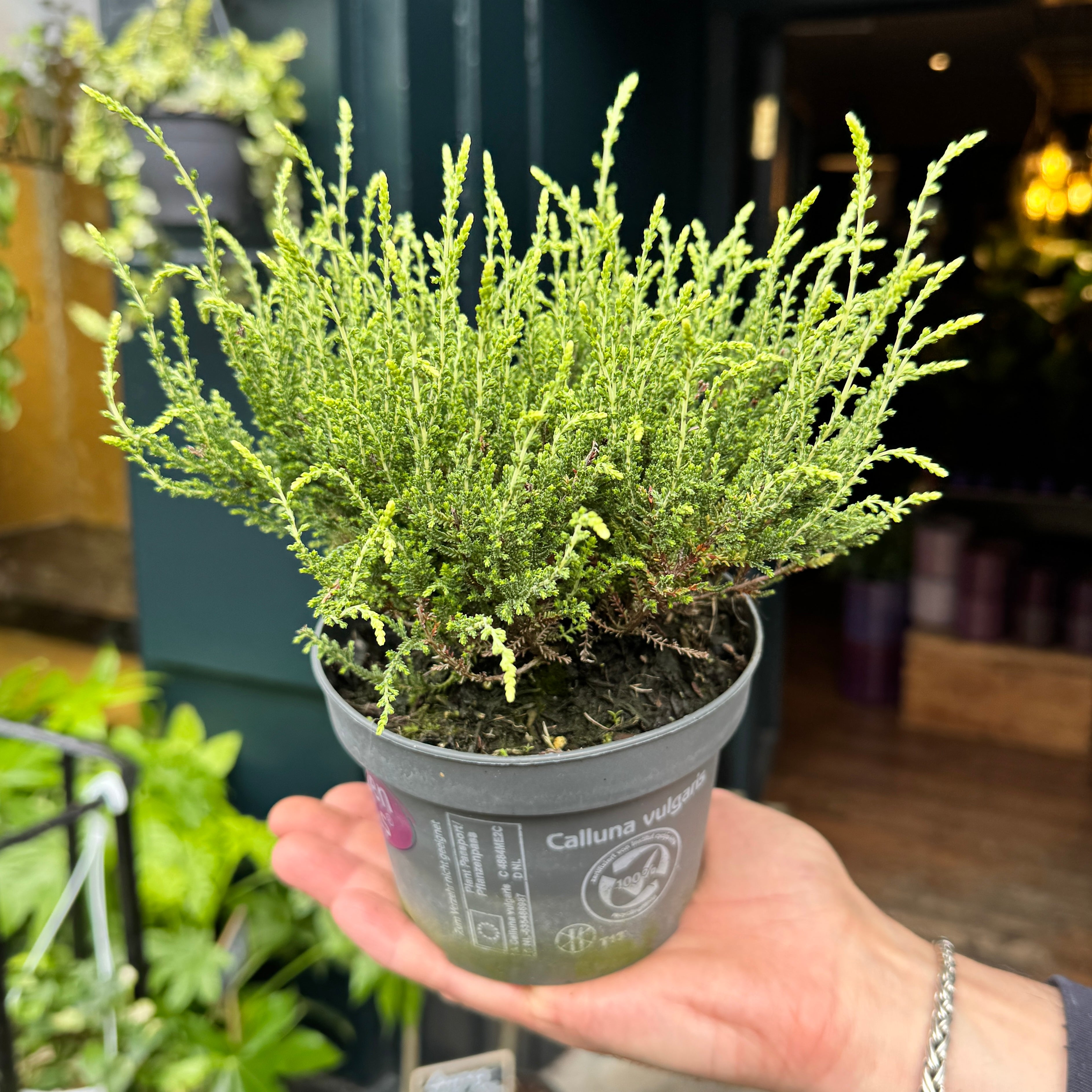 Calluna vulgaris 'Garden Girls Alicia'