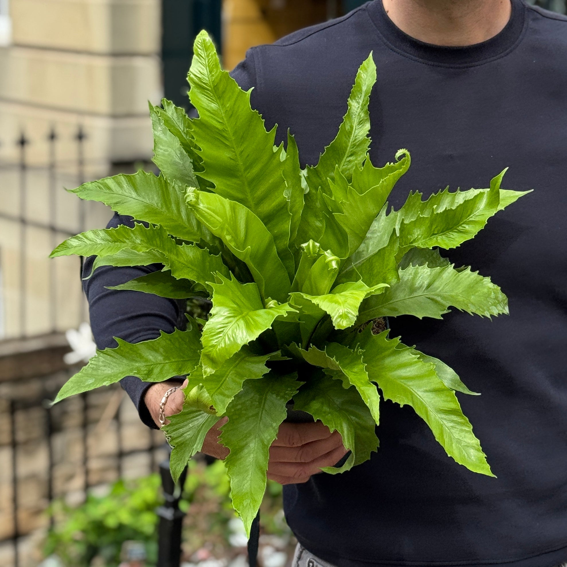 Asplenium 'Gioia' (17cm pot)