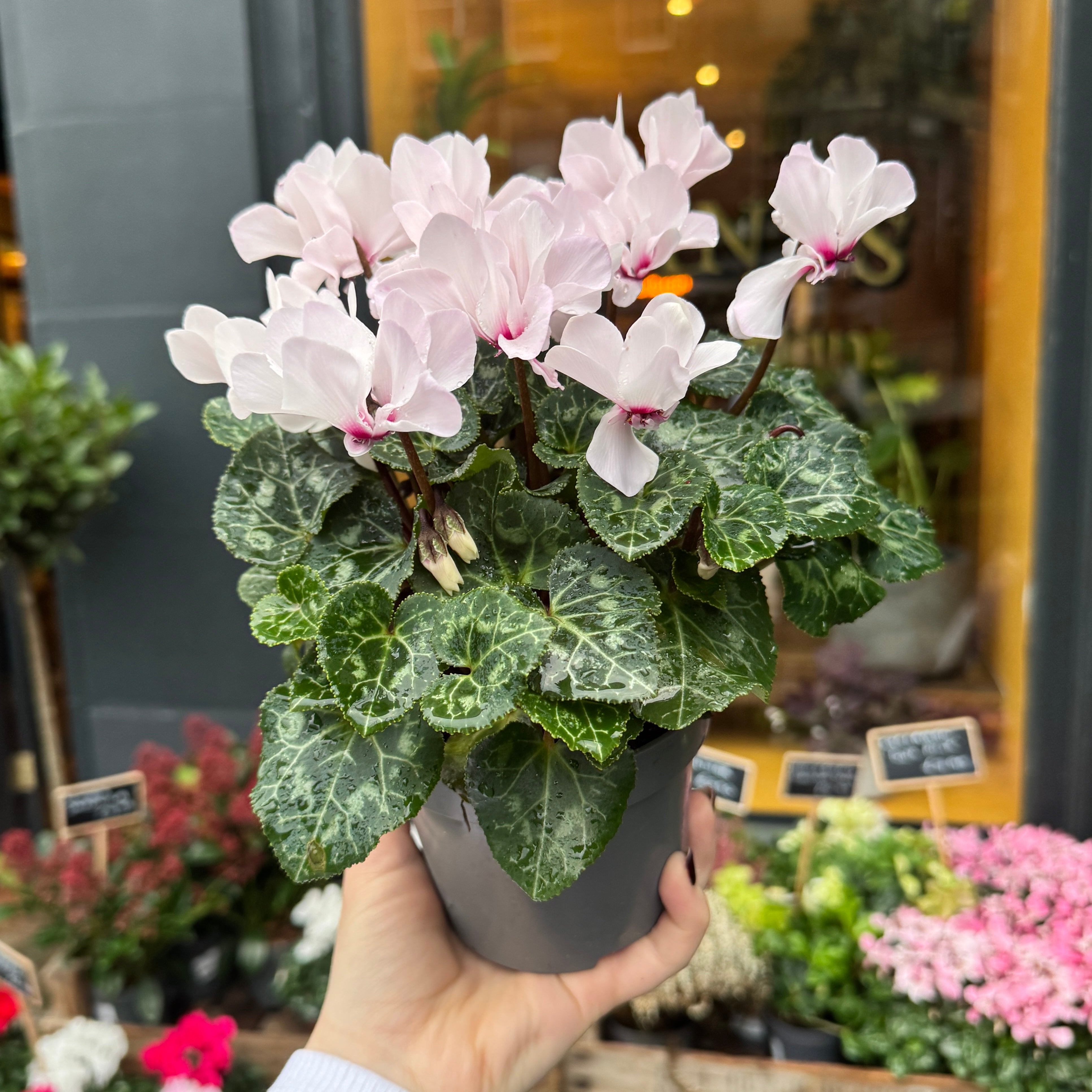 Cyclamen 'Petit Moulin'