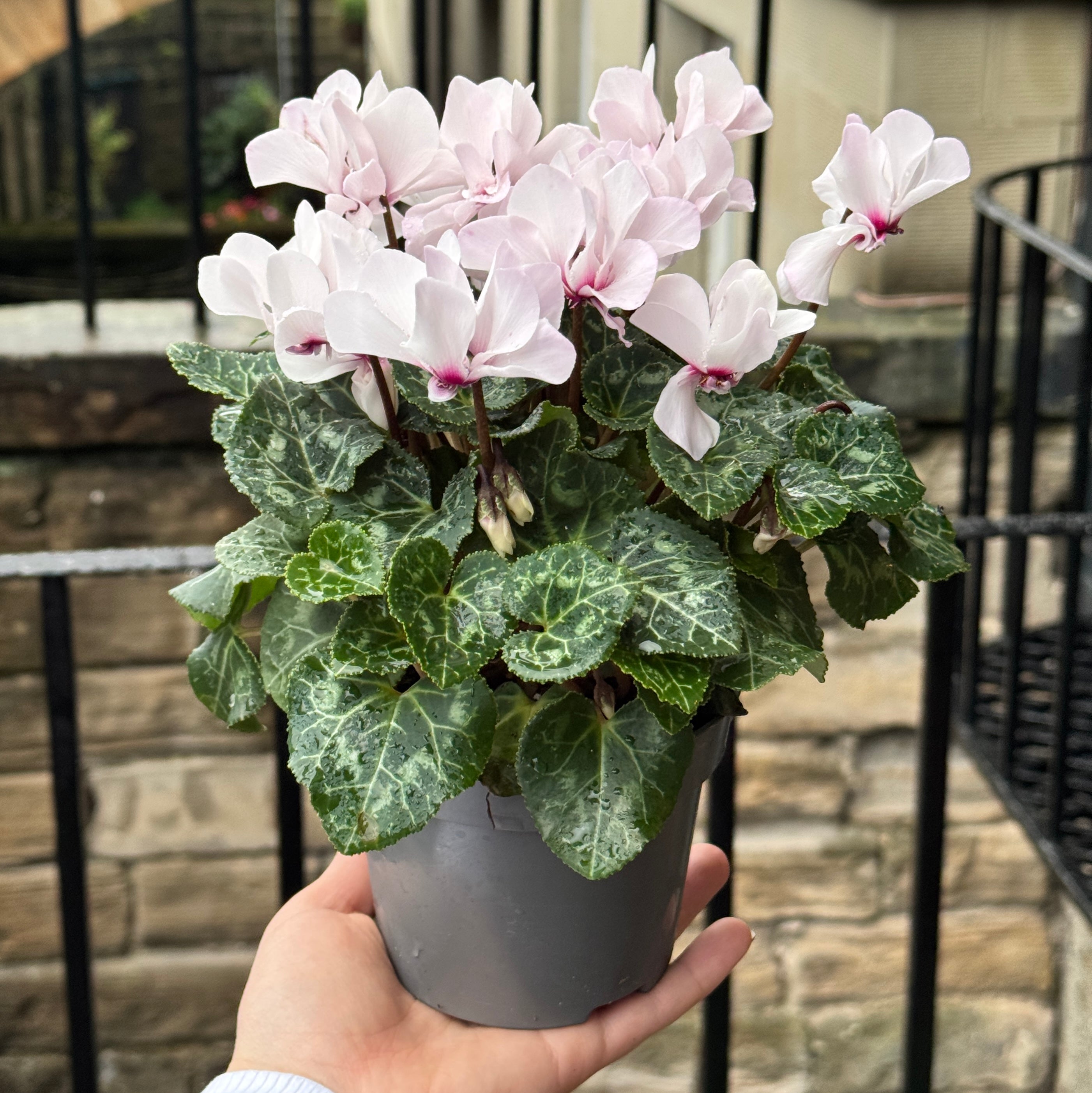 Cyclamen 'Petit Moulin'