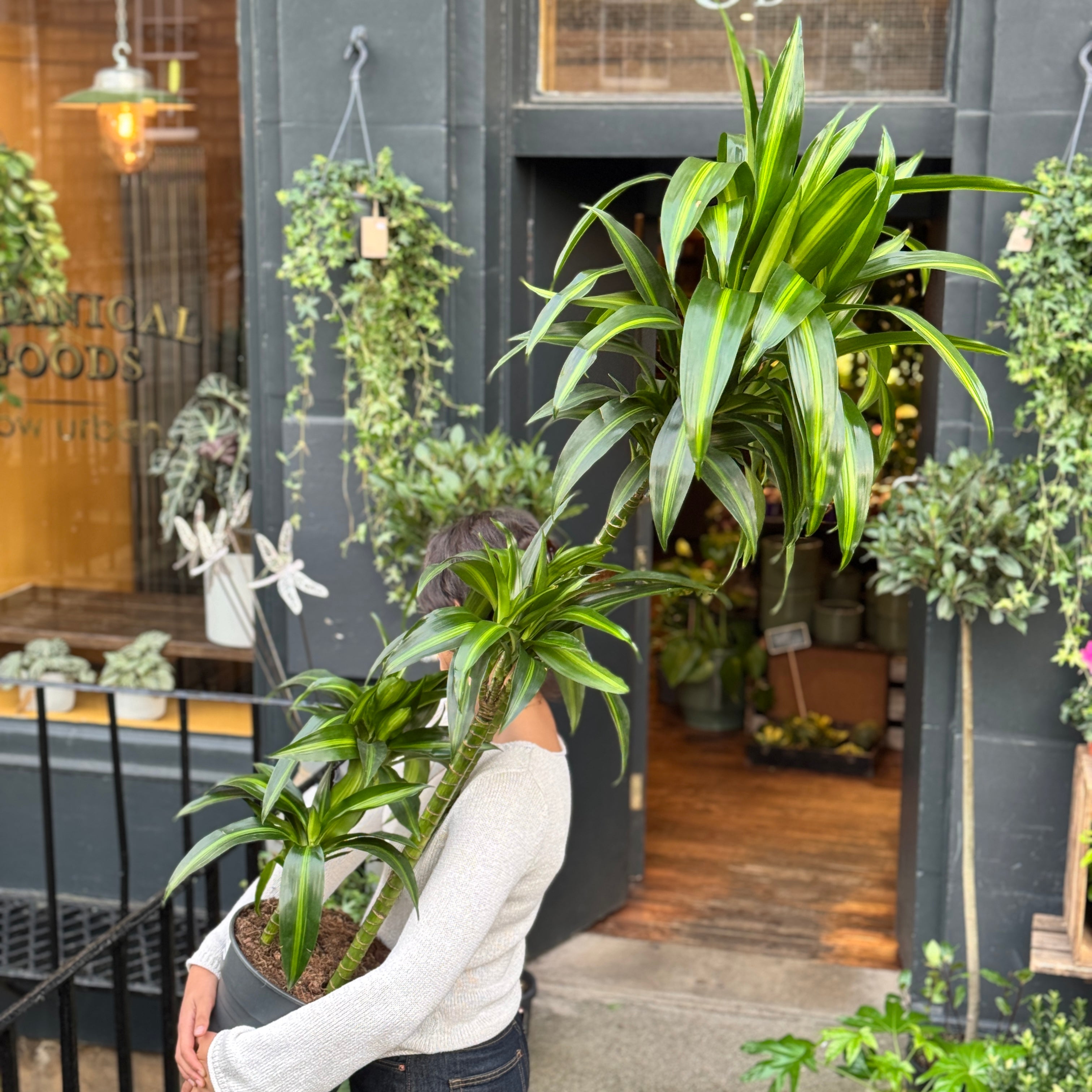 Dracaena 'Hawaiian Sunshine'