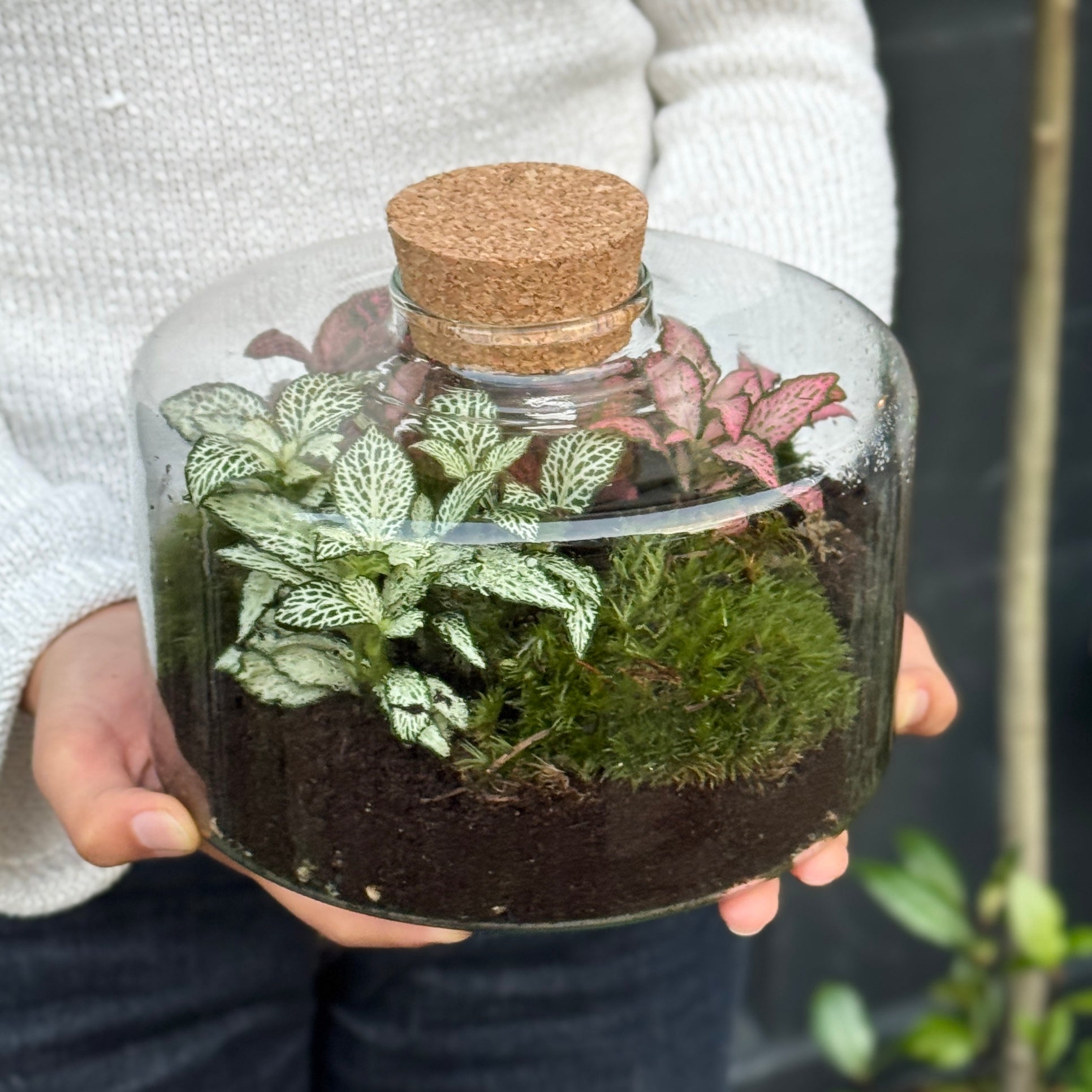 Aura Terrarium
