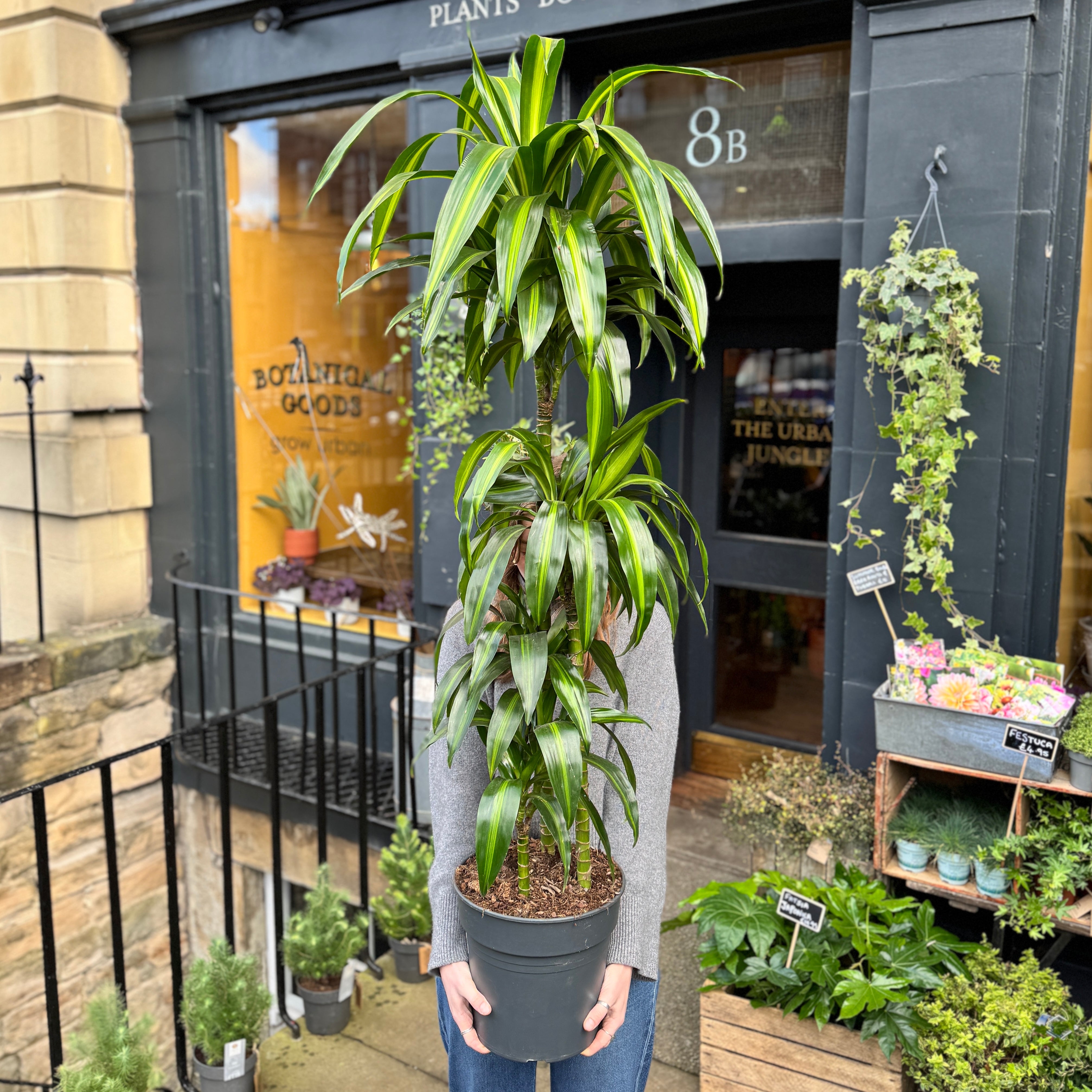 Dracaena 'Hawaiian Sunshine'