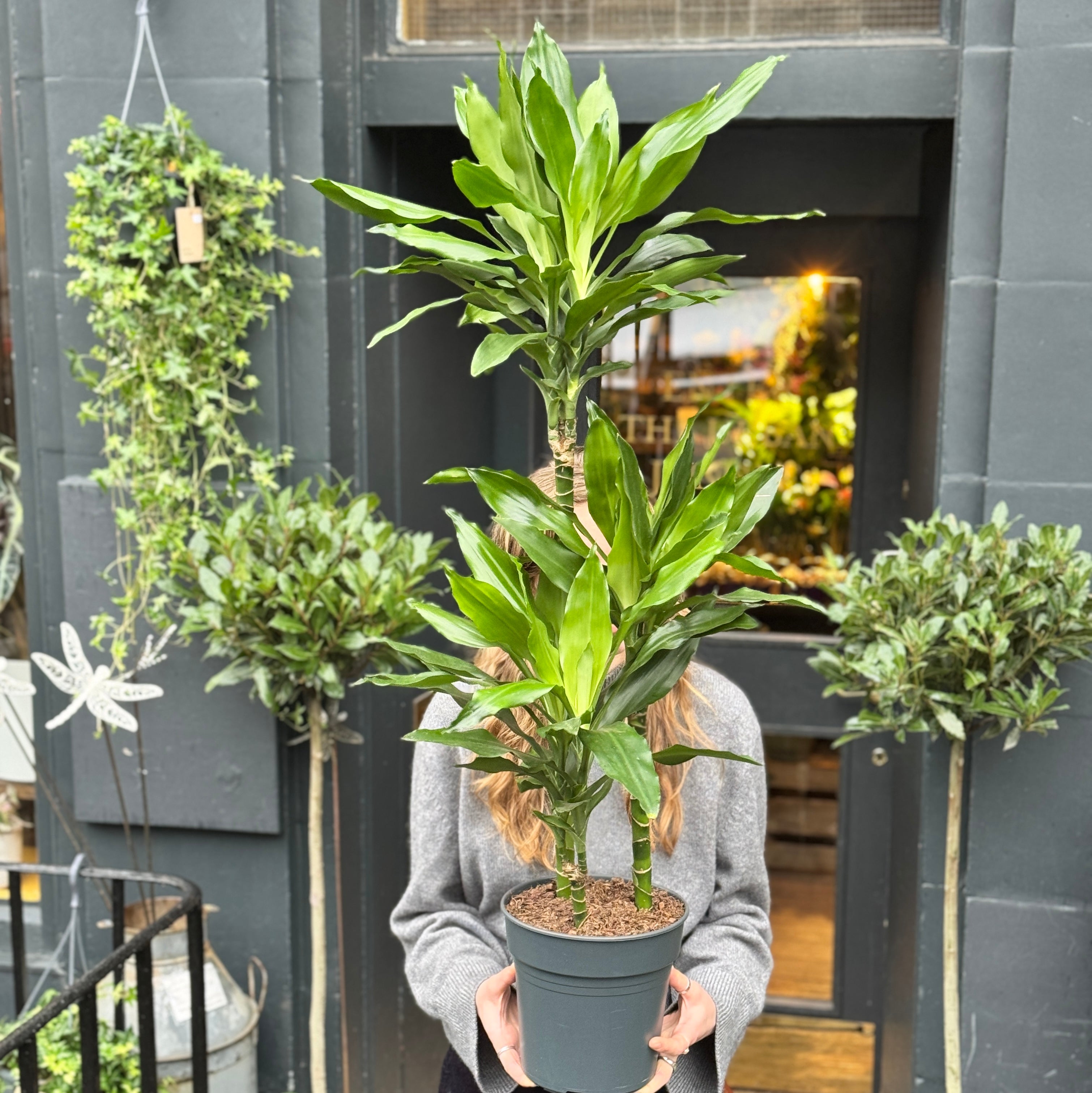 Dracaena ‘Janet Lind’ (120cm)