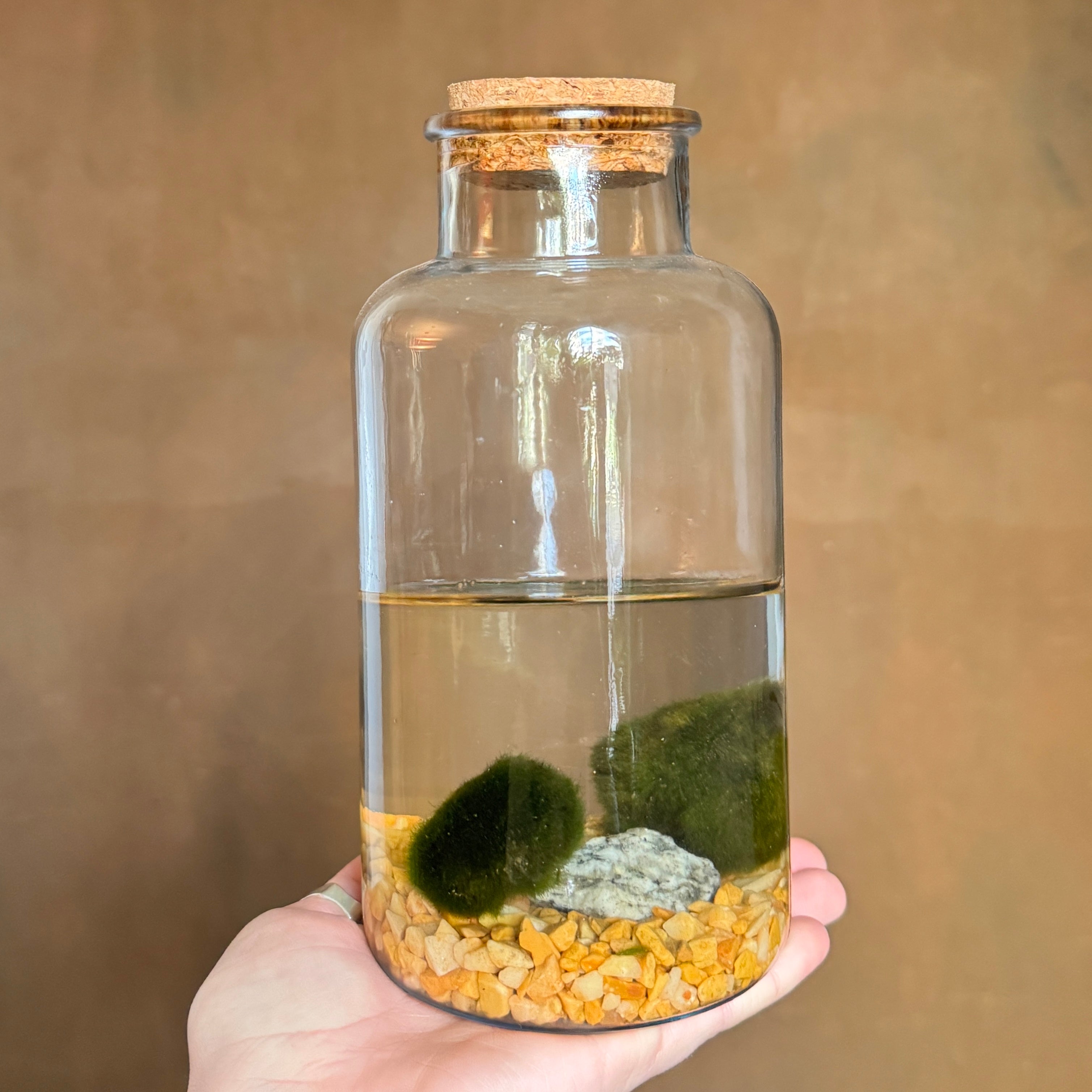 Marimo Duo in Glass Jar