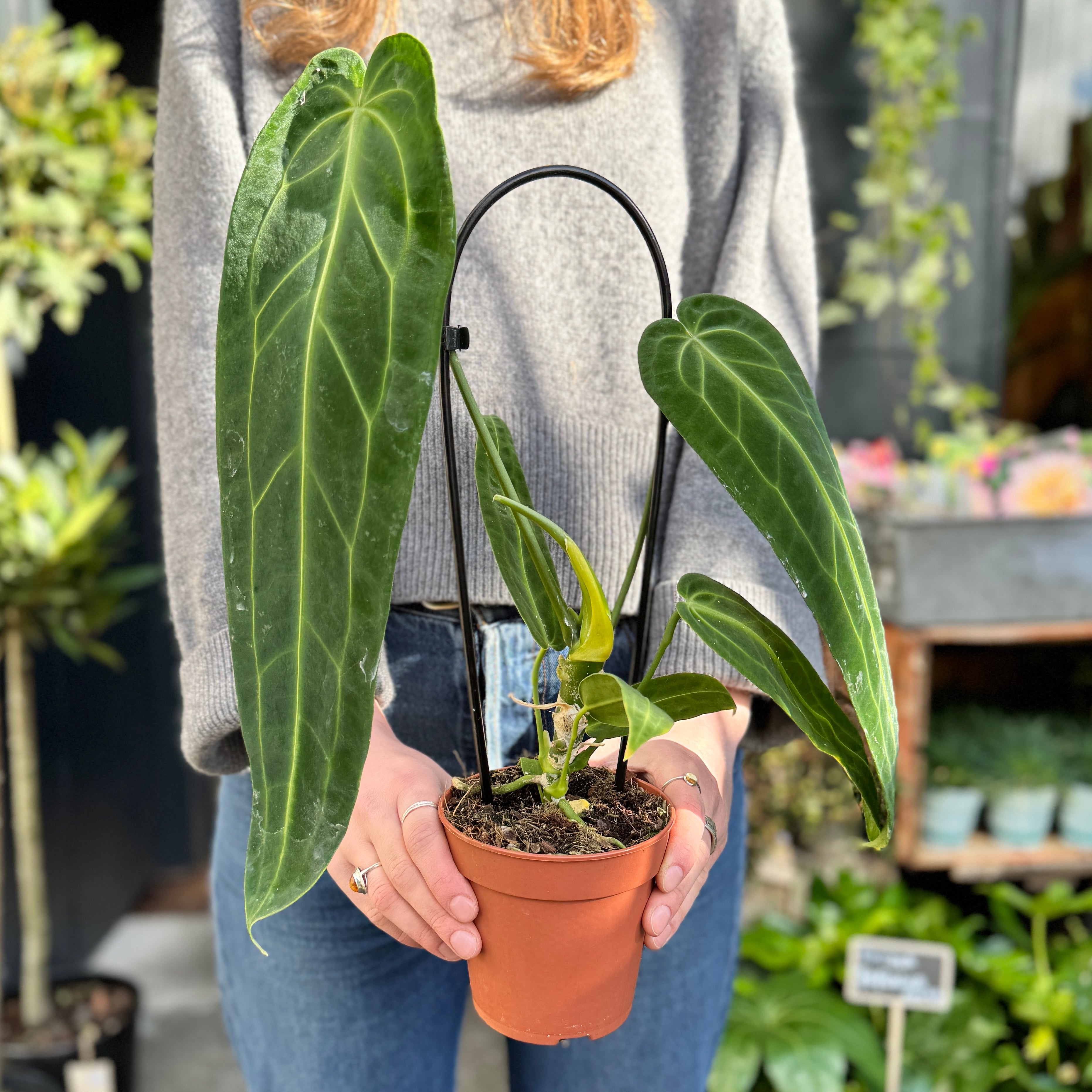 Anthurium warocqueanum