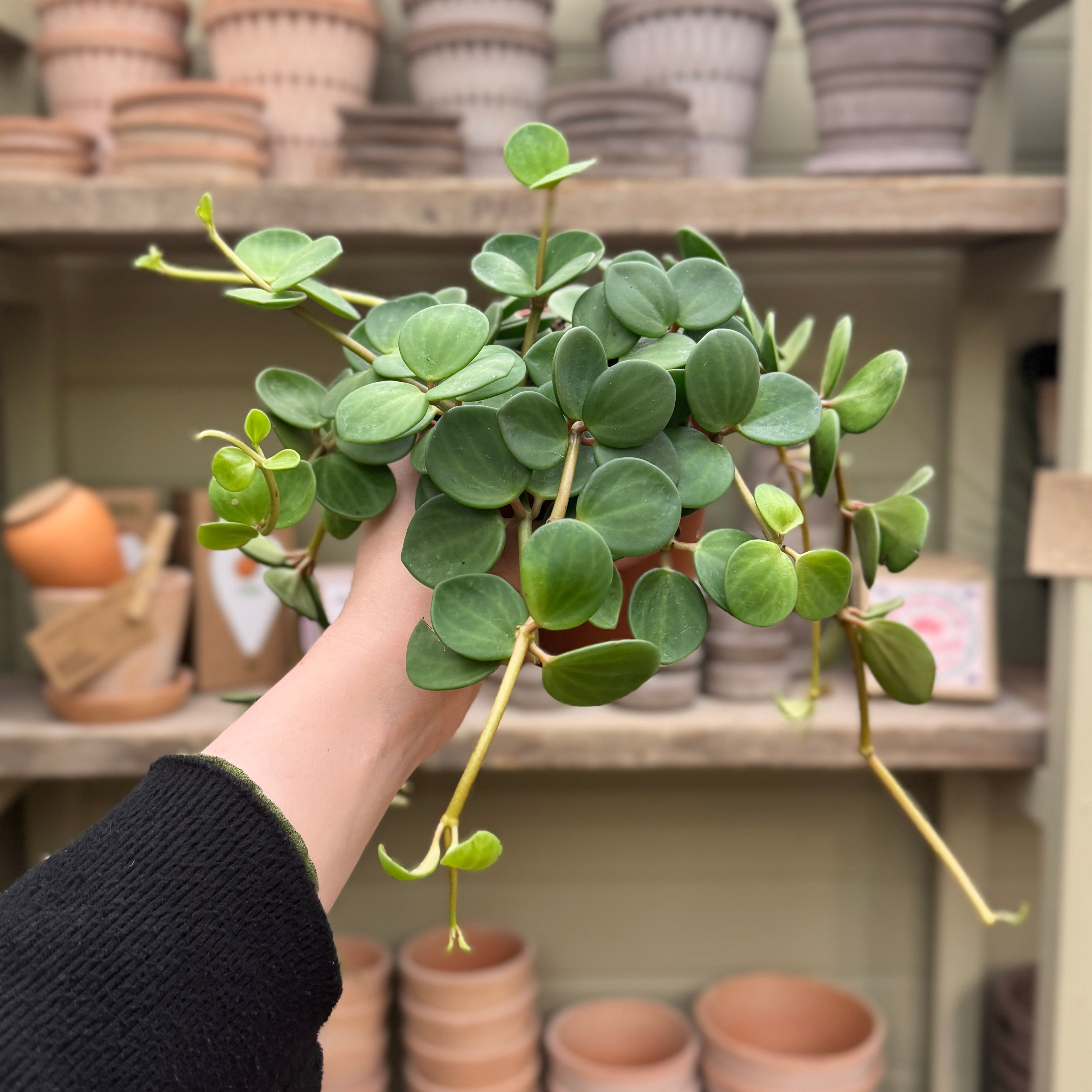 Peperomia ‘Hope’