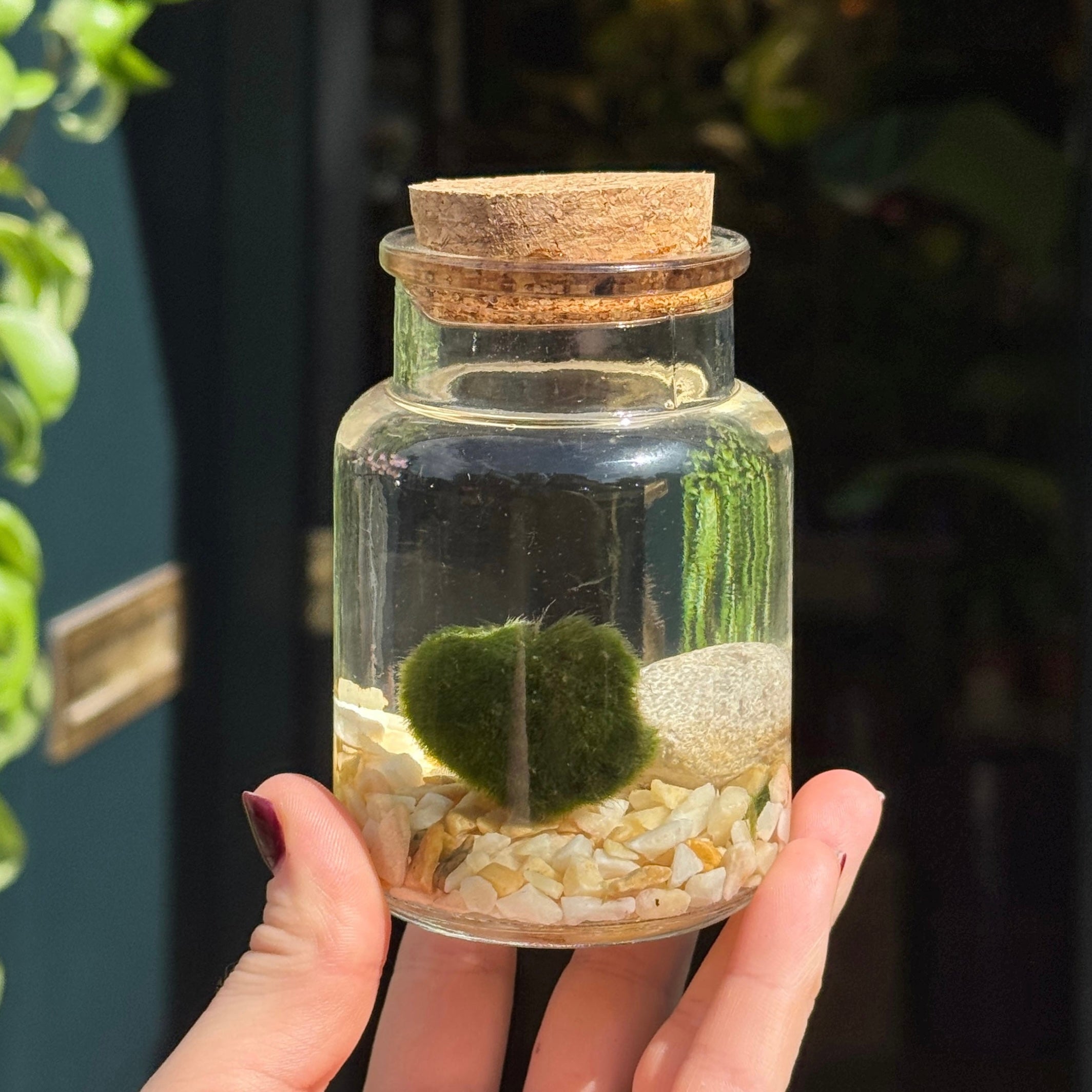 Marimo Moss Ball in Glass Jar