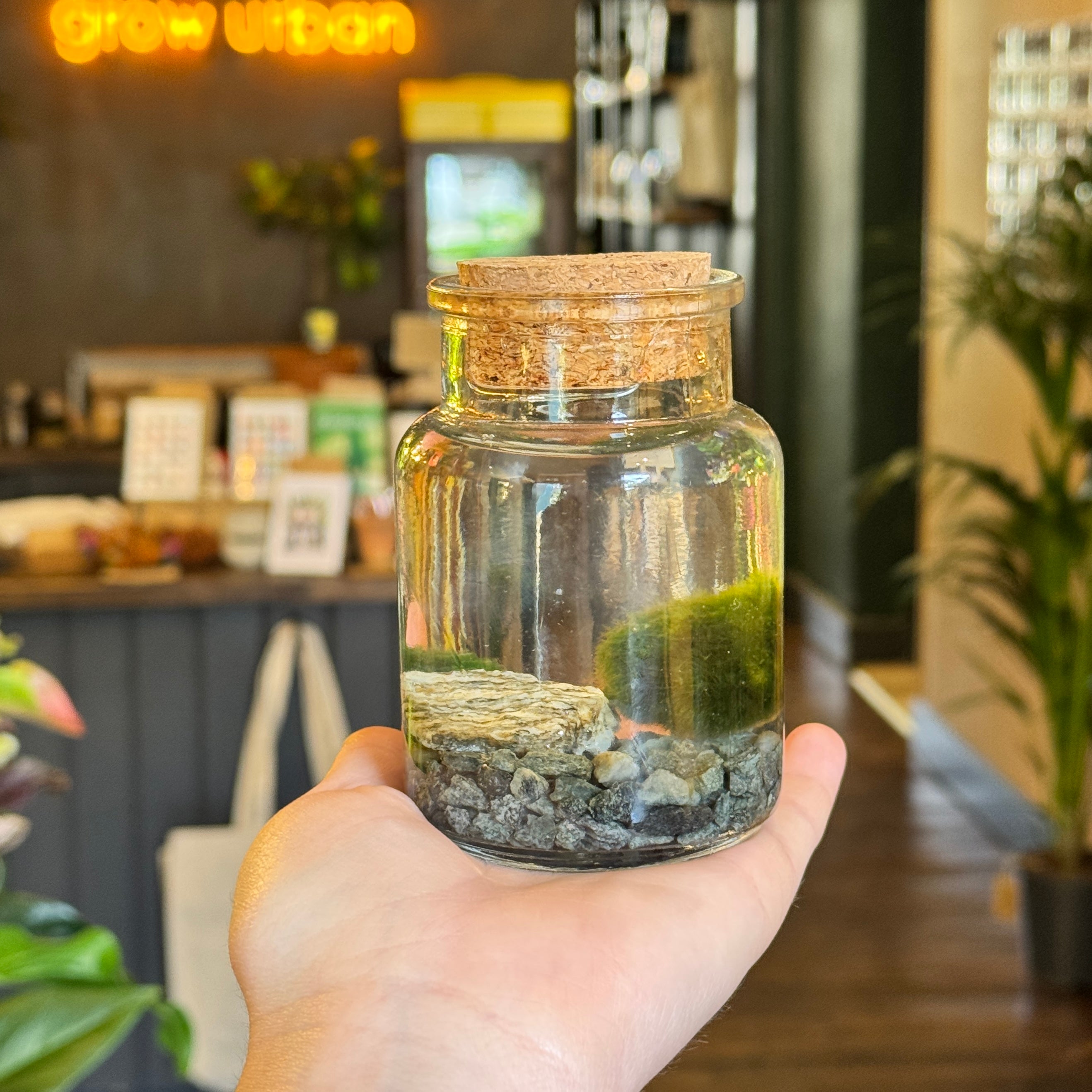 Marimo Moss Ball in Glass Jar