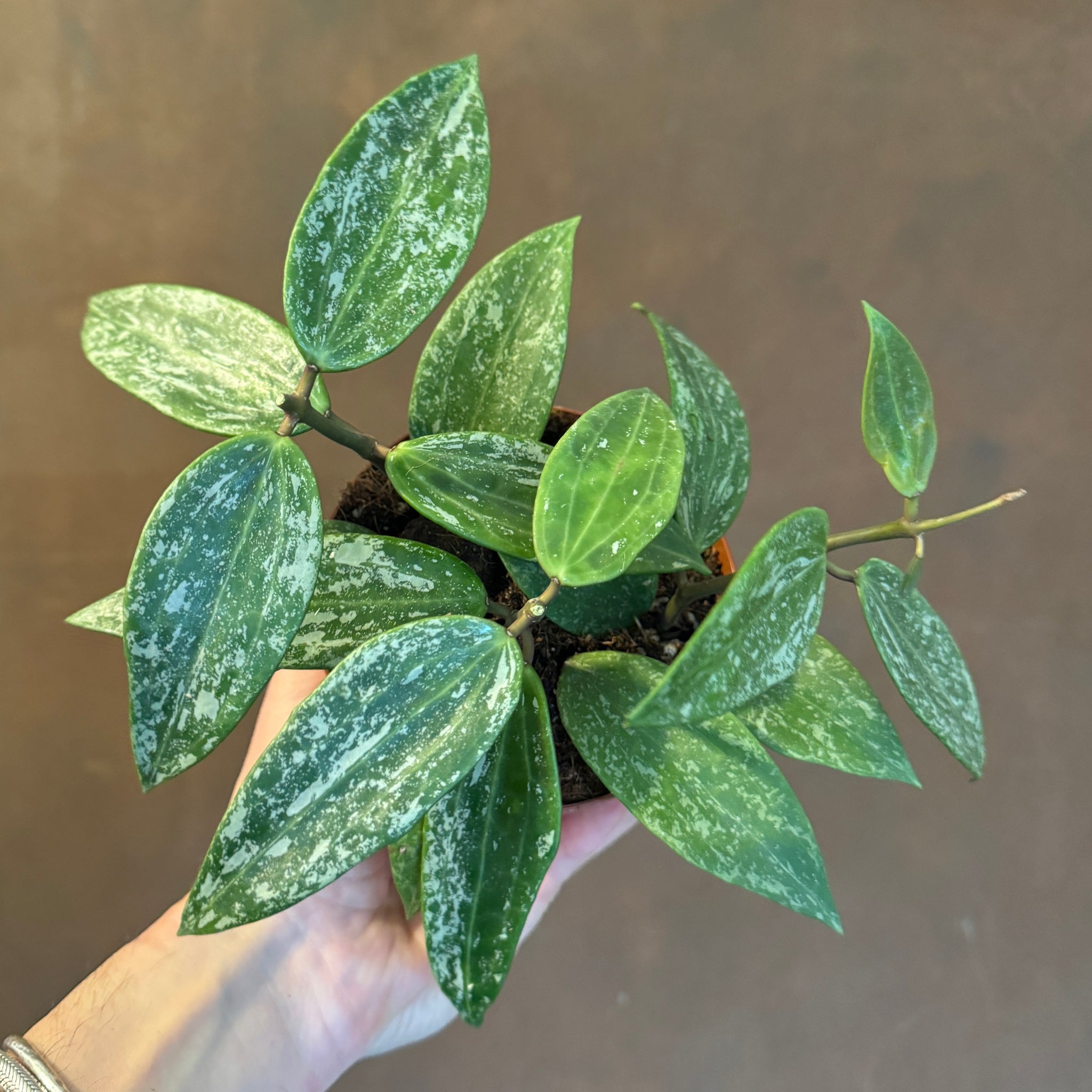 Hoya 'Rangsan' grow urban. Edinburgh