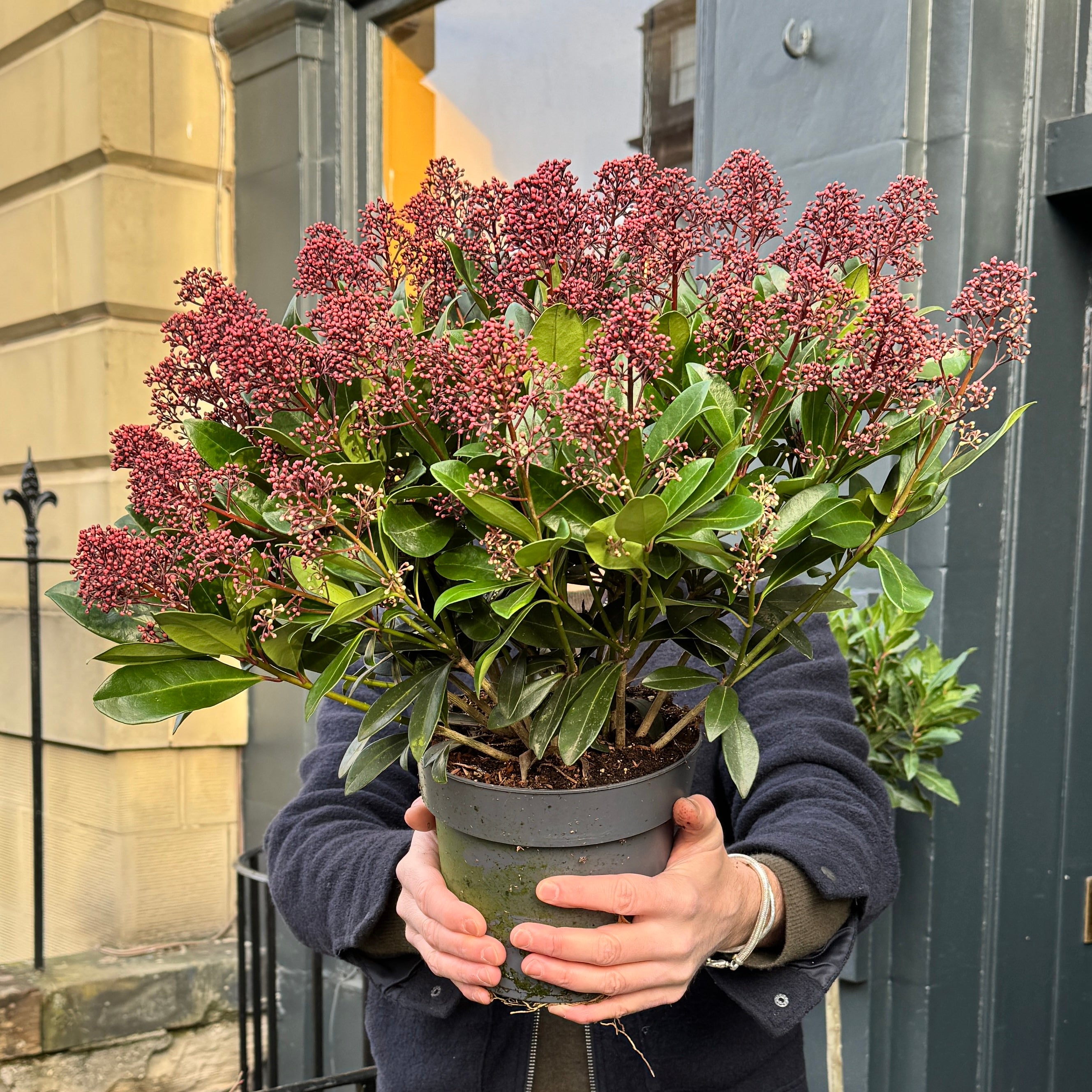 Skimmia japonica 'Rubella' (19cm pot)