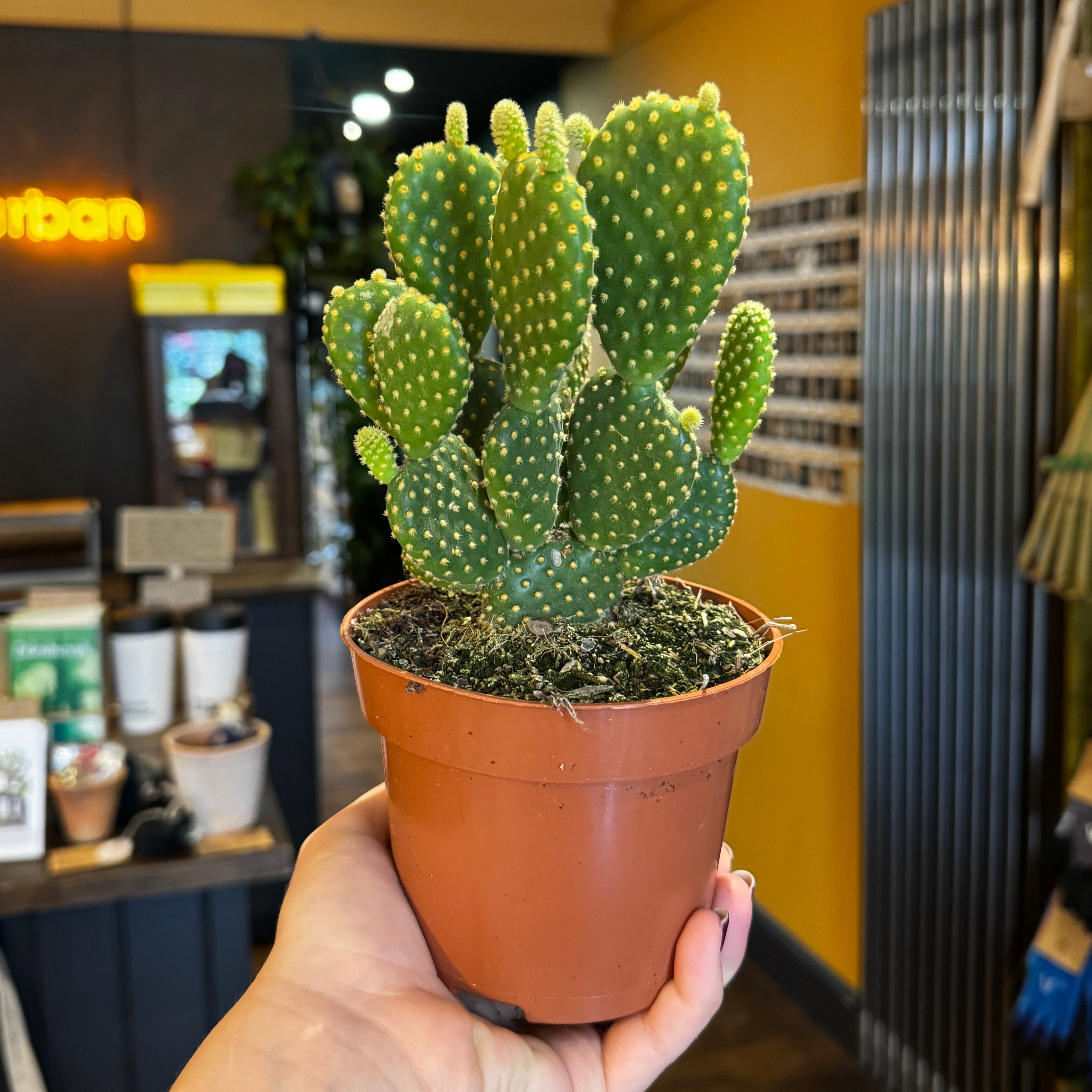 Opuntia microdasys