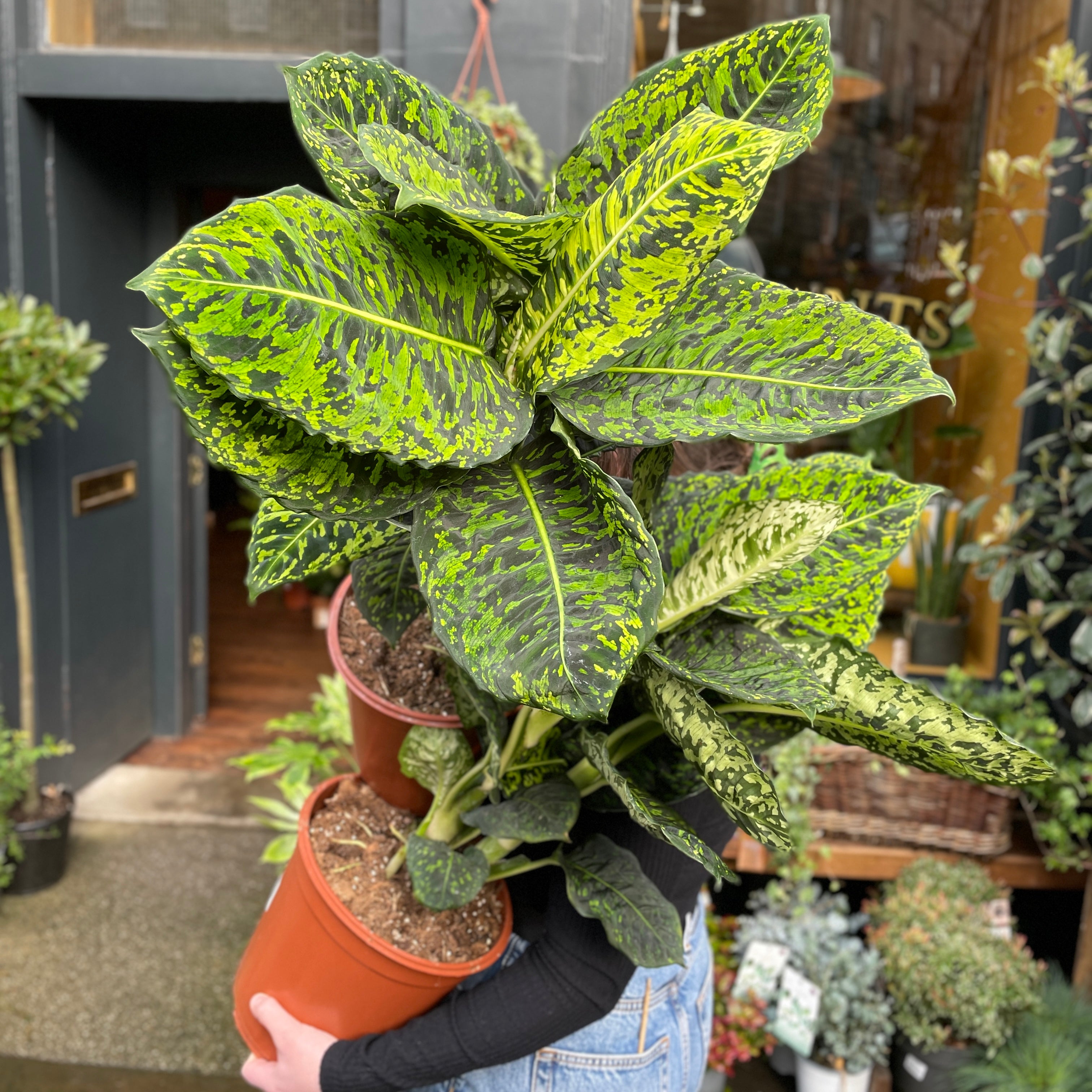 Dieffenbachia ‘Reflector’ (24cm pot)