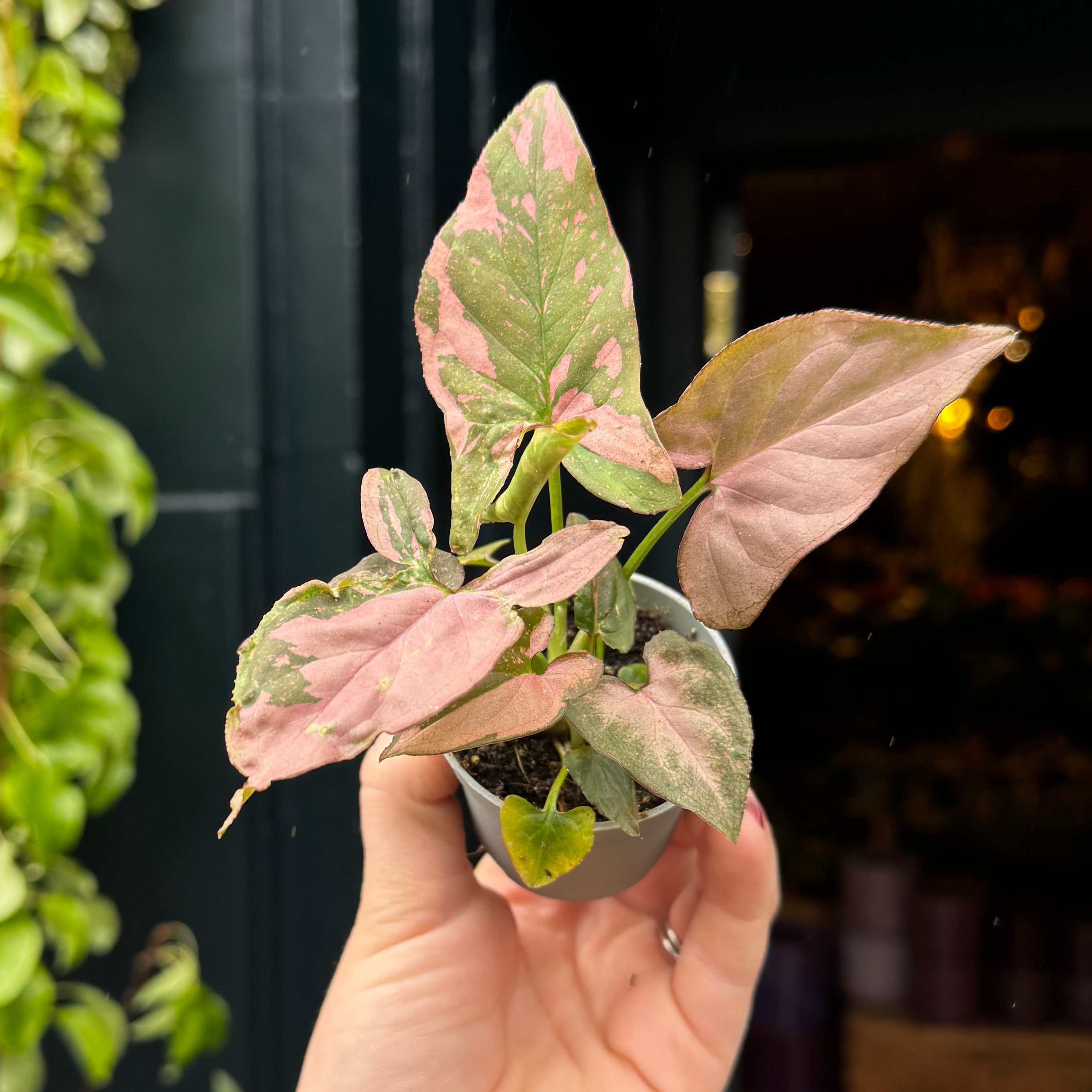 Syngonium 'Pink Splash'