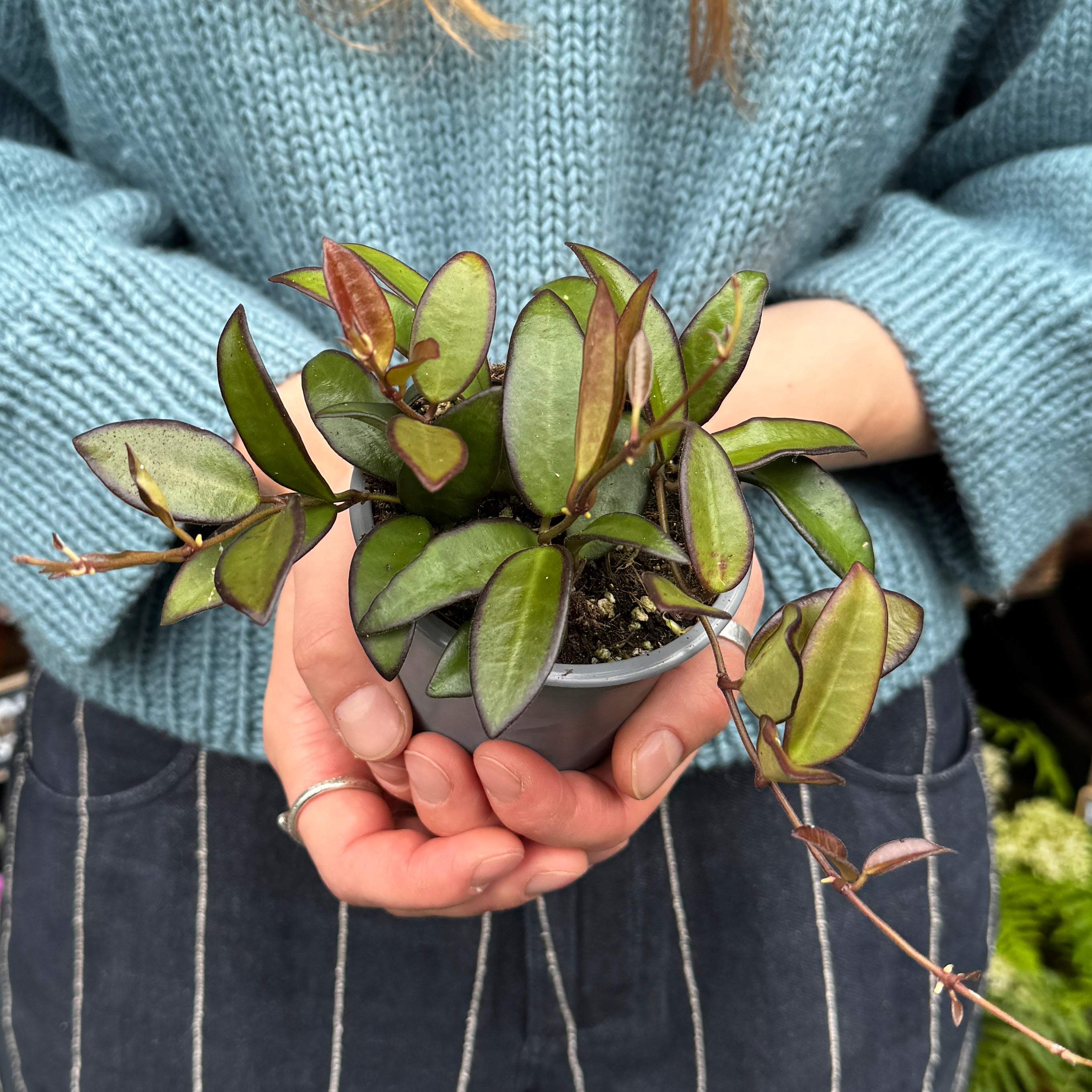 Hoya 'Rosita'