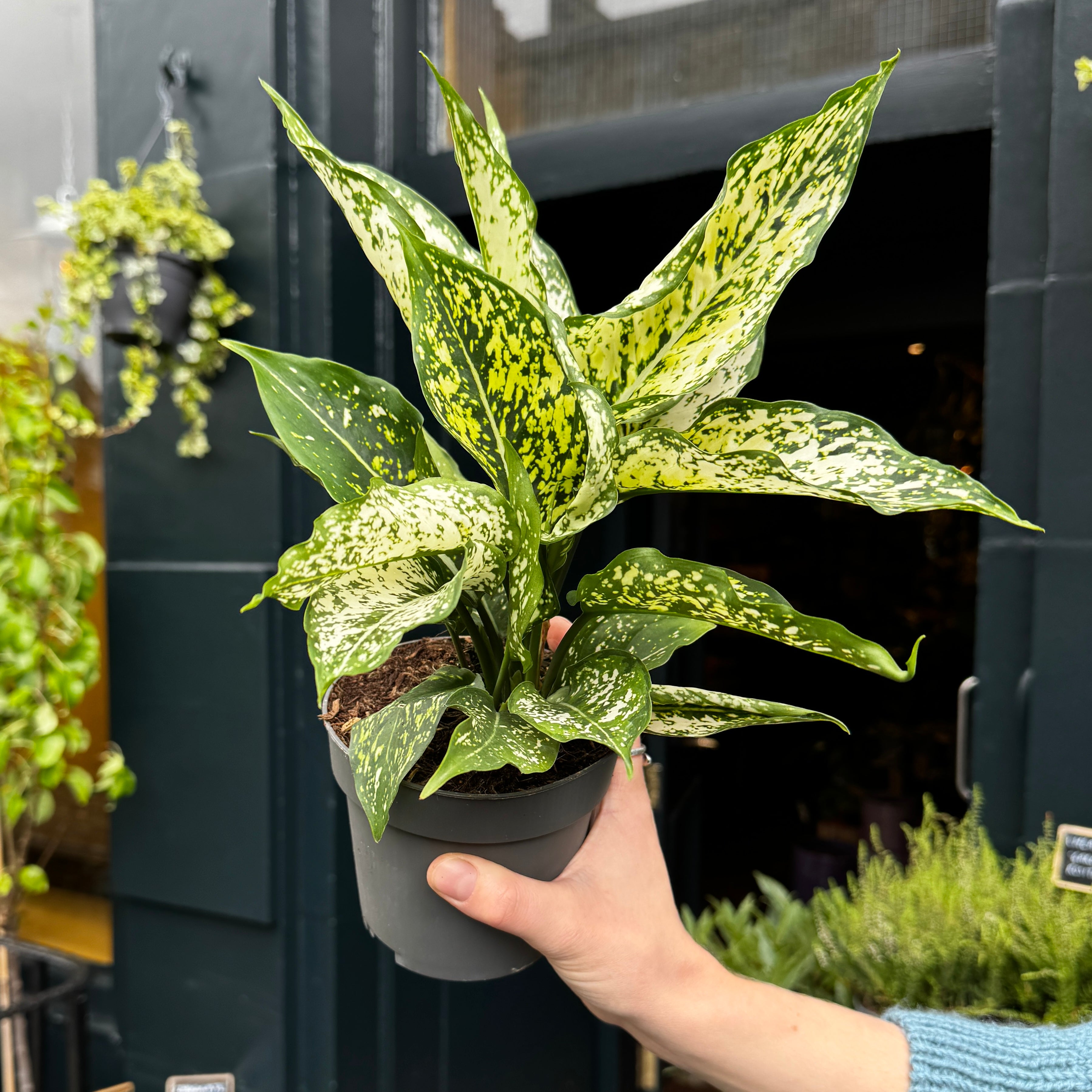Aglaonema 'White Kiwi'