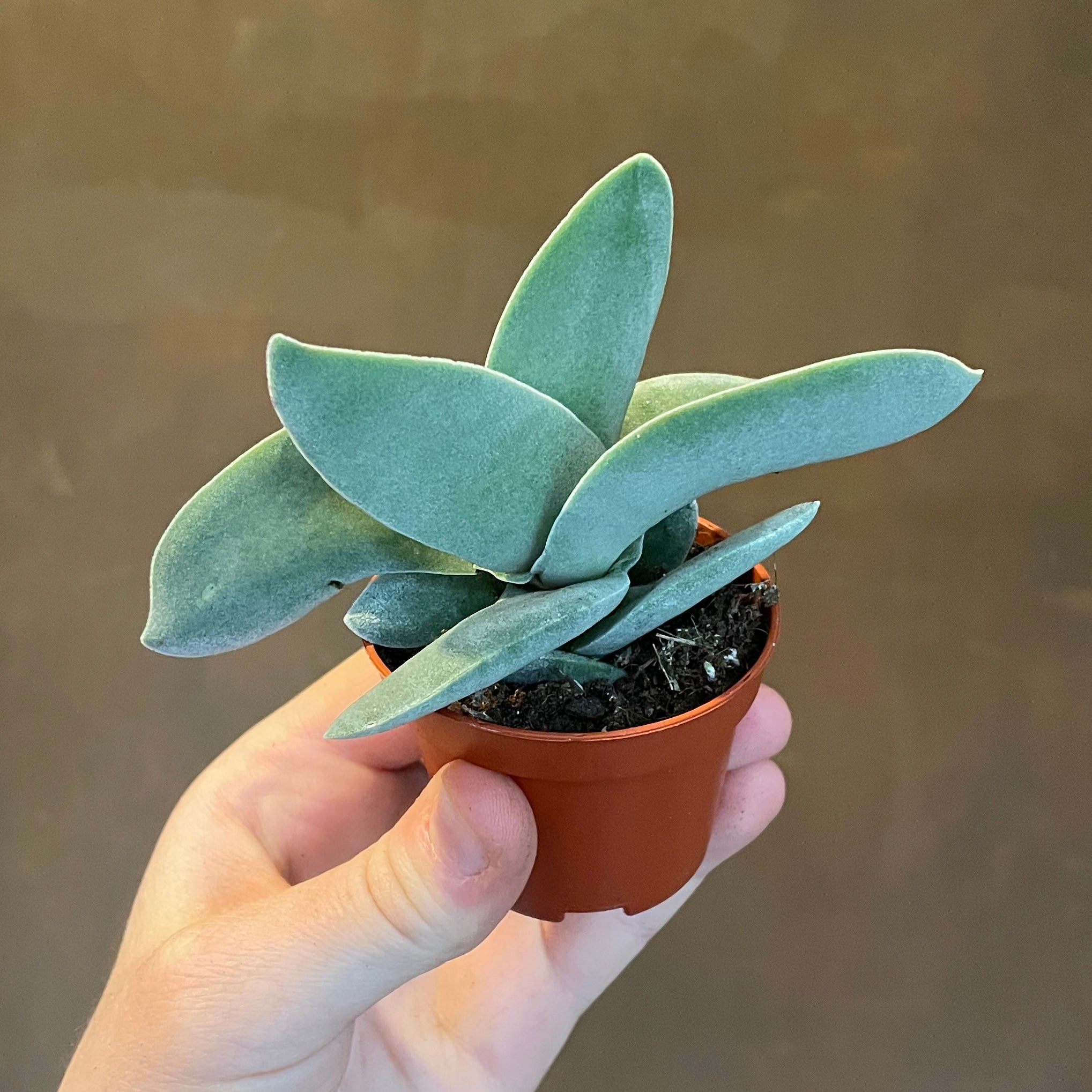 Crassula falcata 'Boomerang'