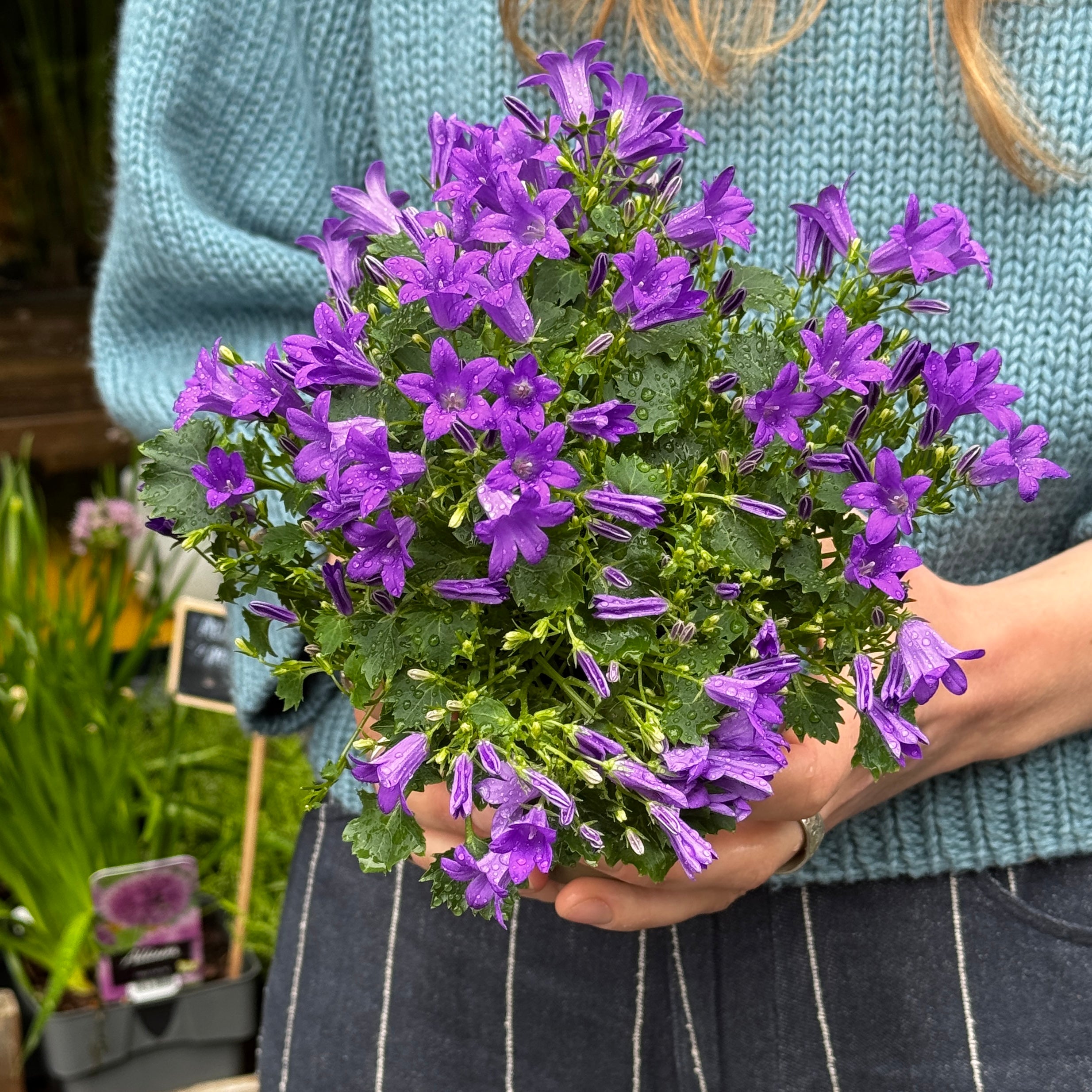 Campanula 'Porto'