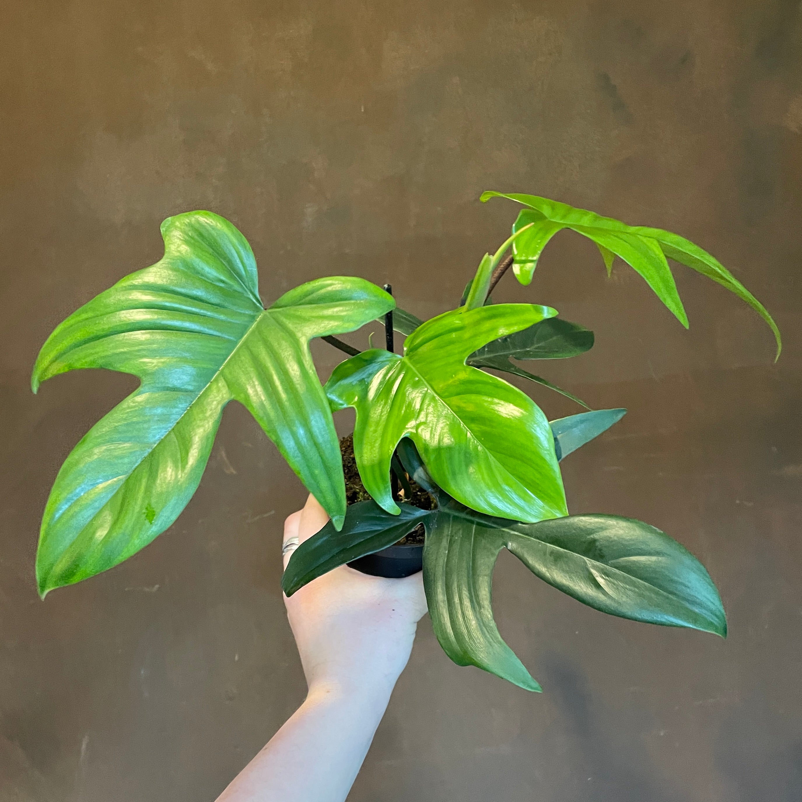 Philodendron 'Florida Green'