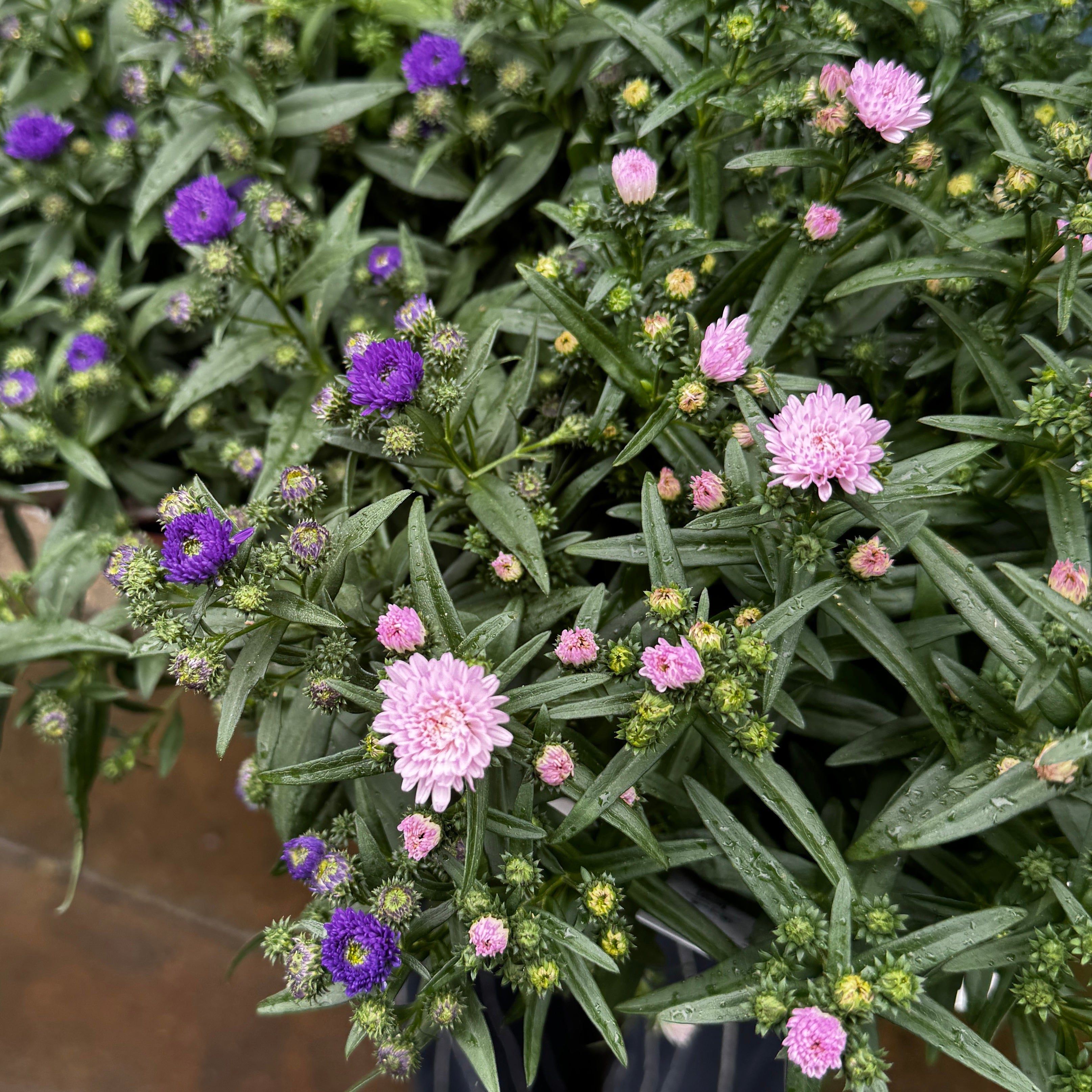Aster Showmakers® | Lucky Dip
