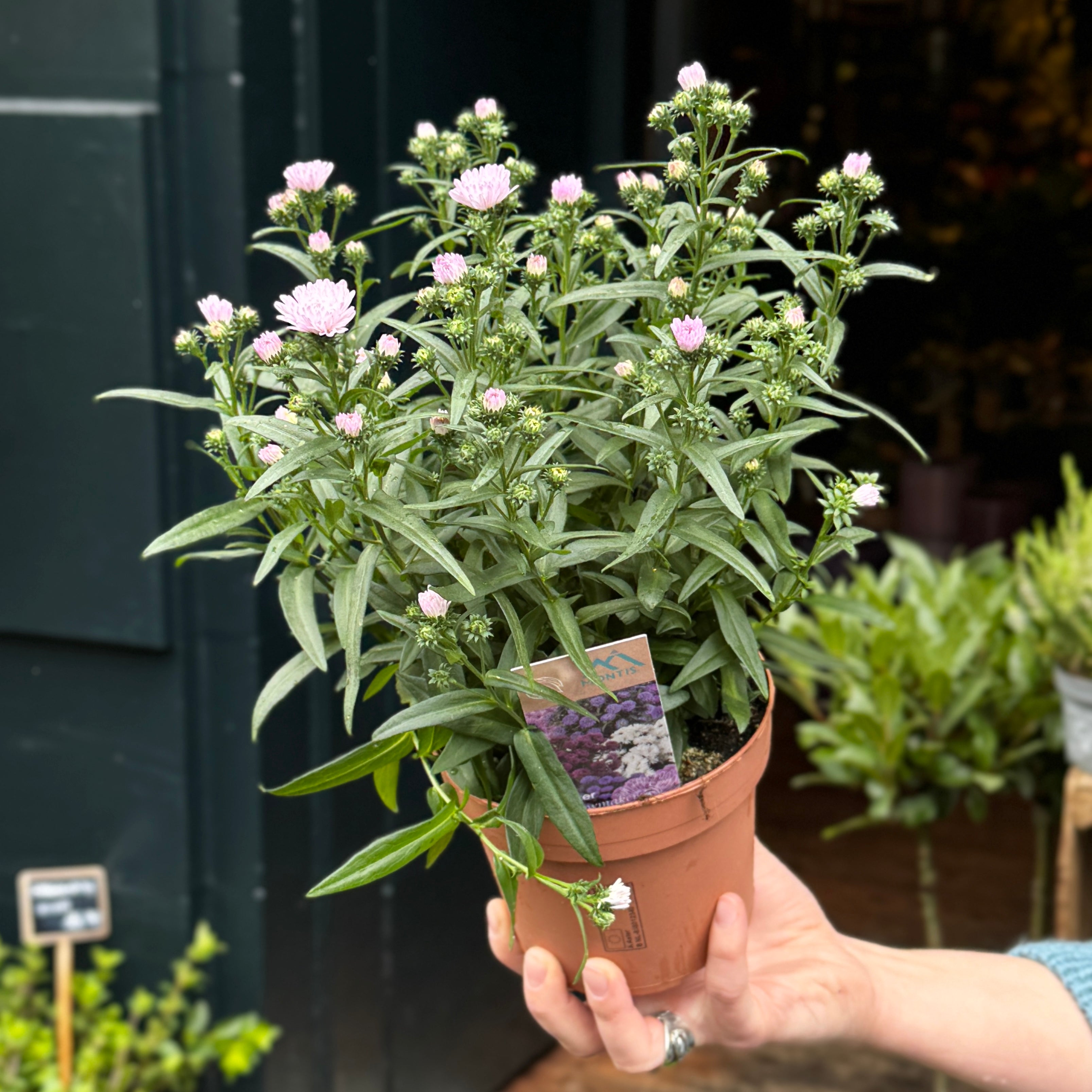 Aster Showmakers® | Lucky Dip