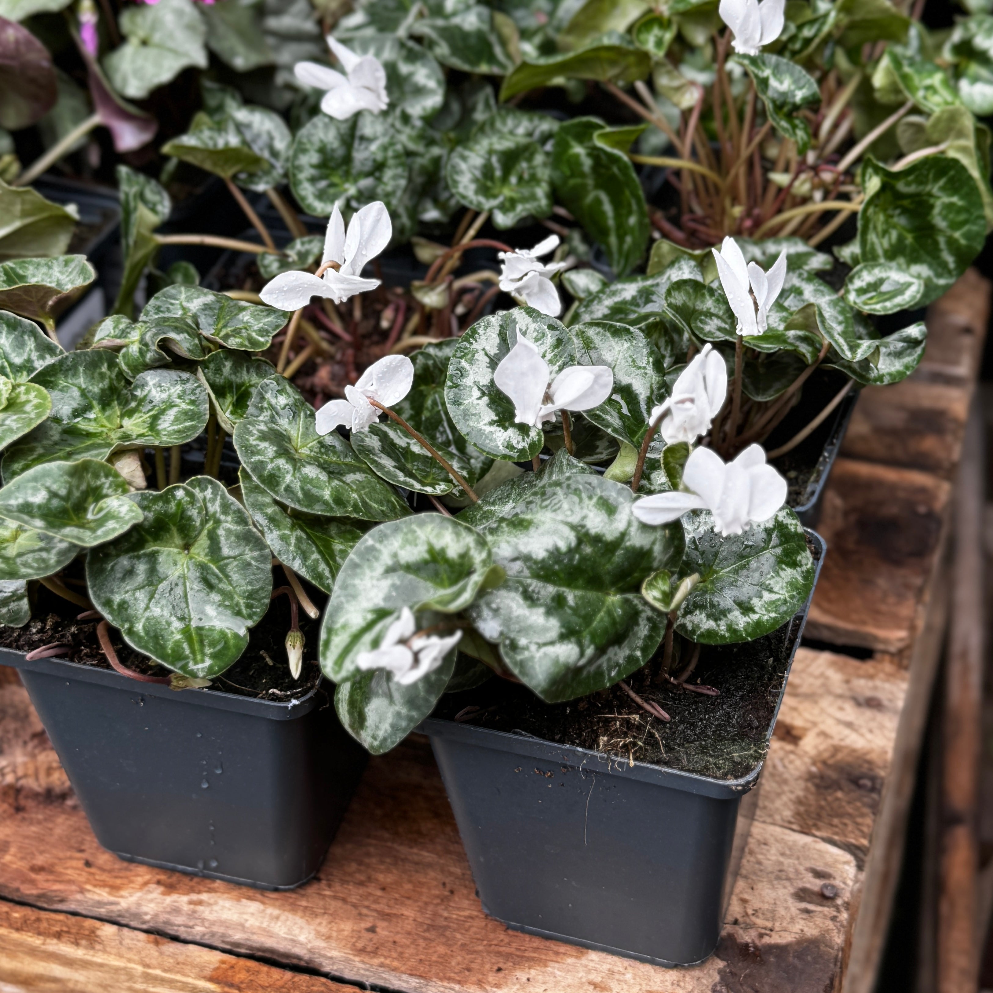 Cyclamen hederifolium 'Album'