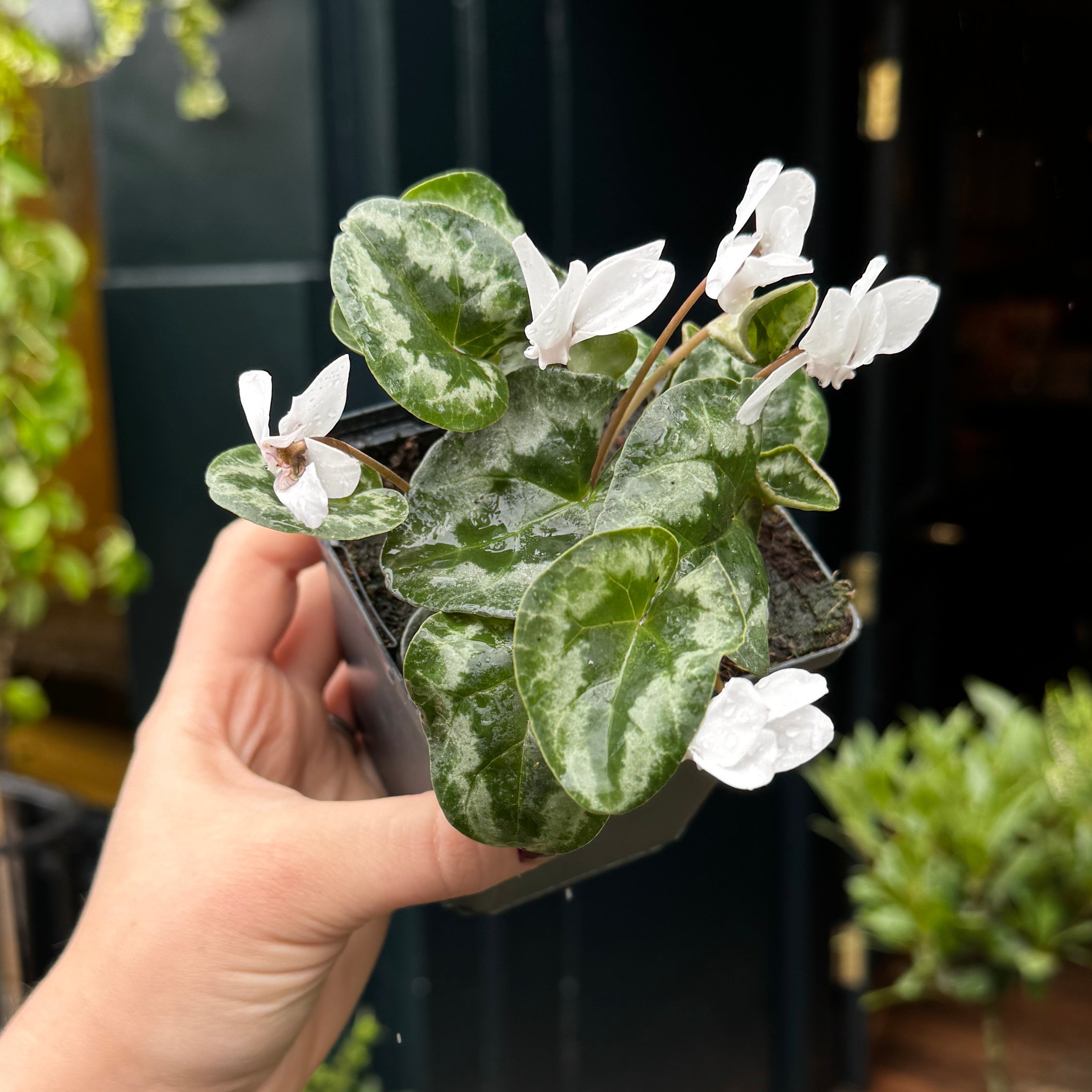 Cyclamen hederifolium 'Album'