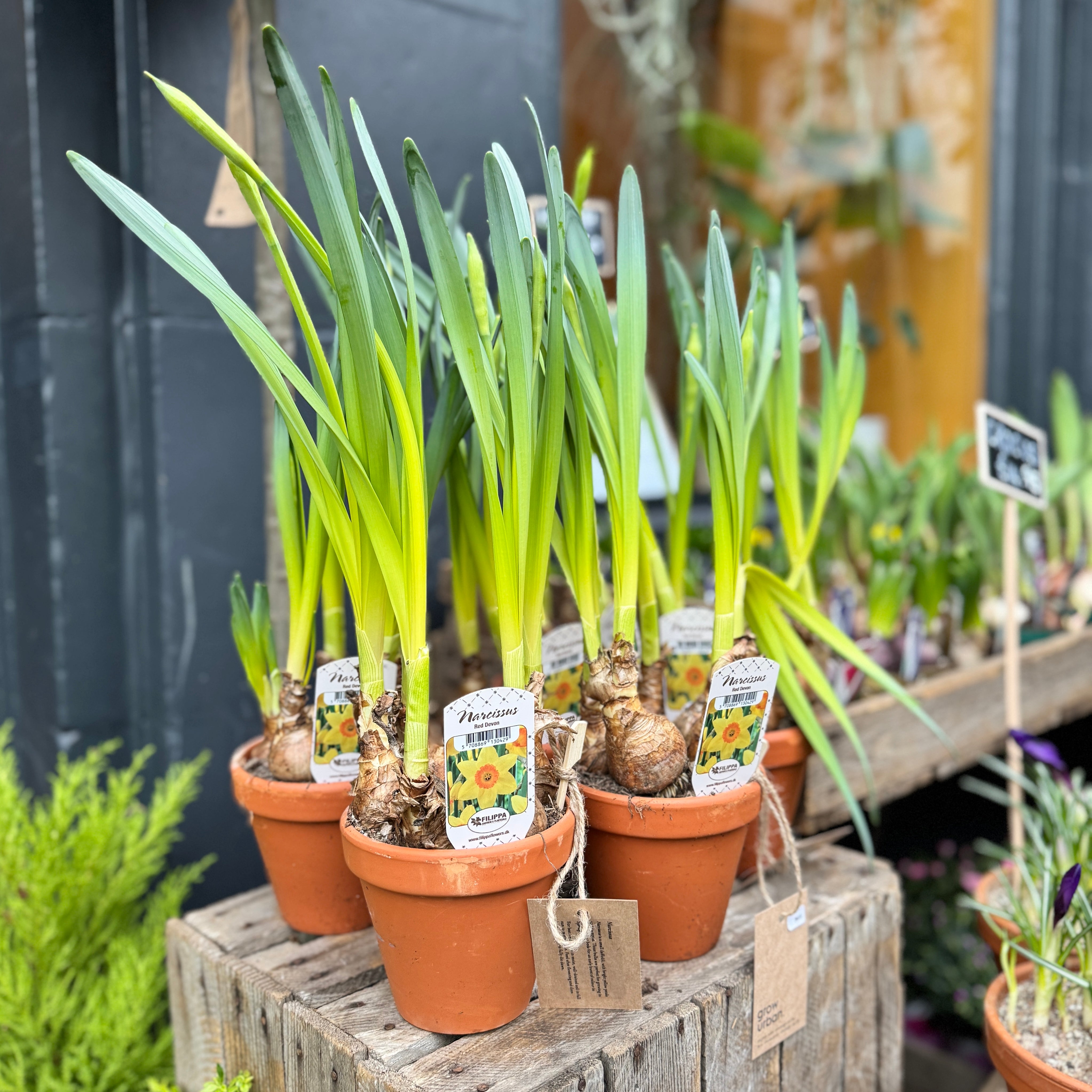 Narcissus in Terracotta Pot
