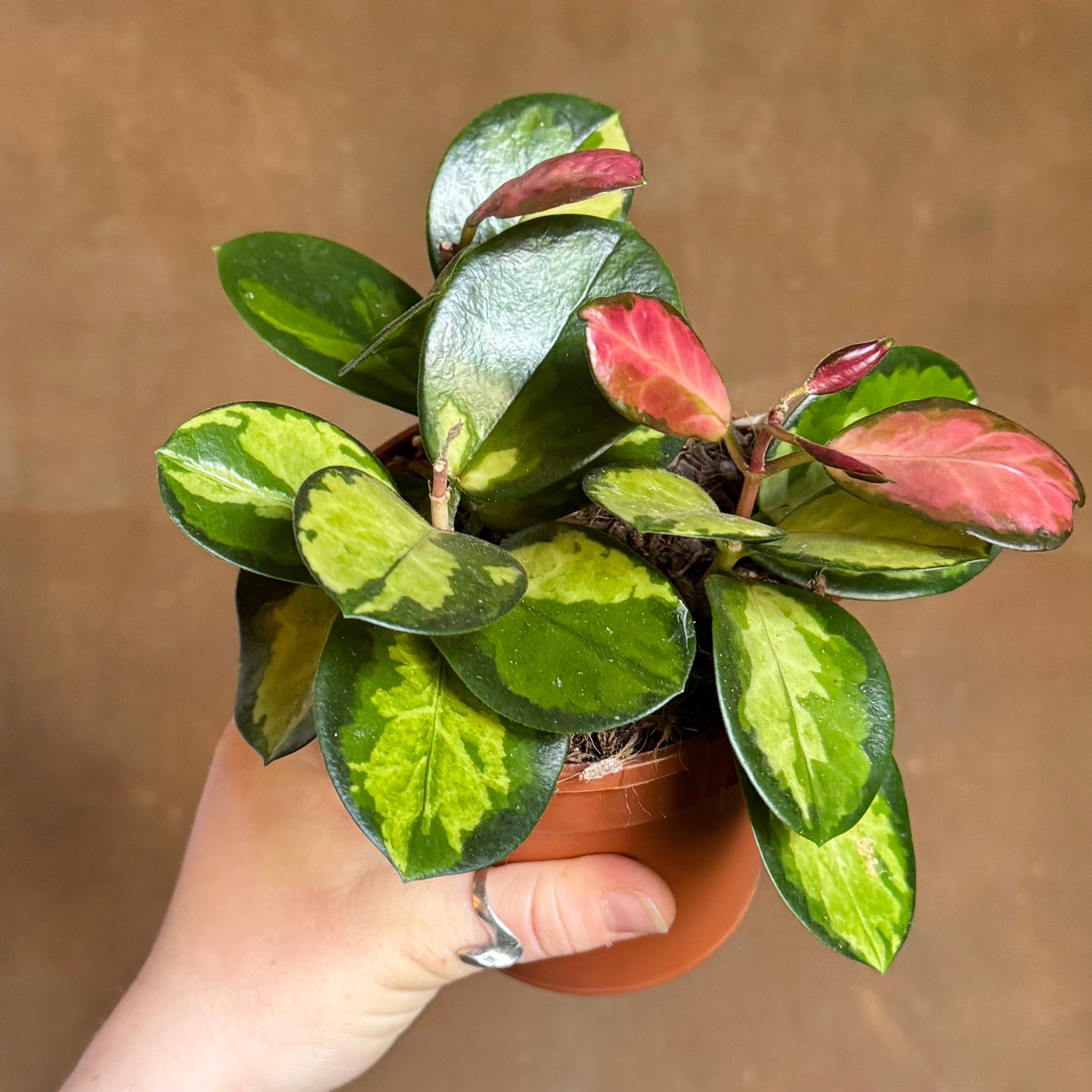 Hoya australis ‘Lisa’
