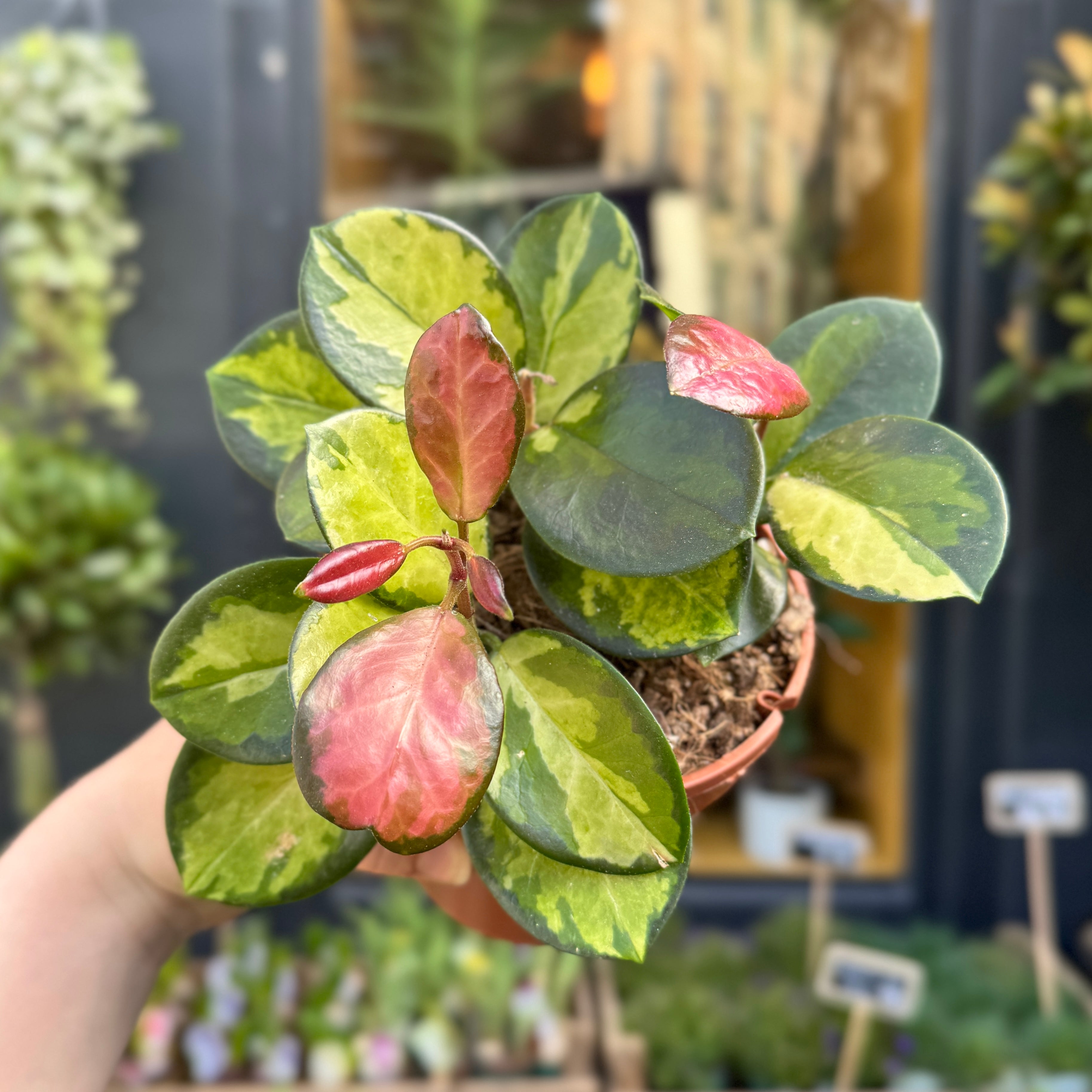 Hoya australis ‘Lisa’