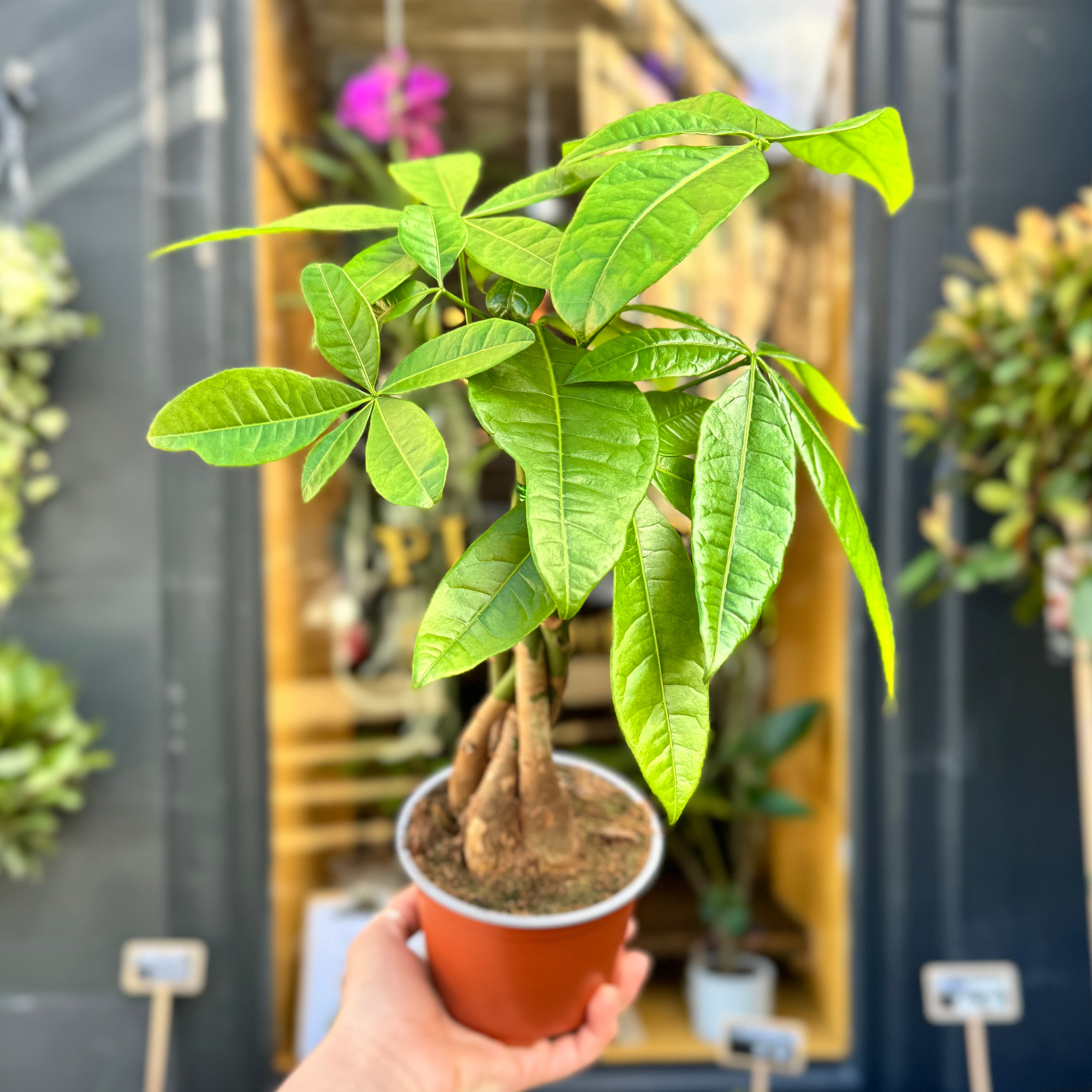 Pachira aquatica
