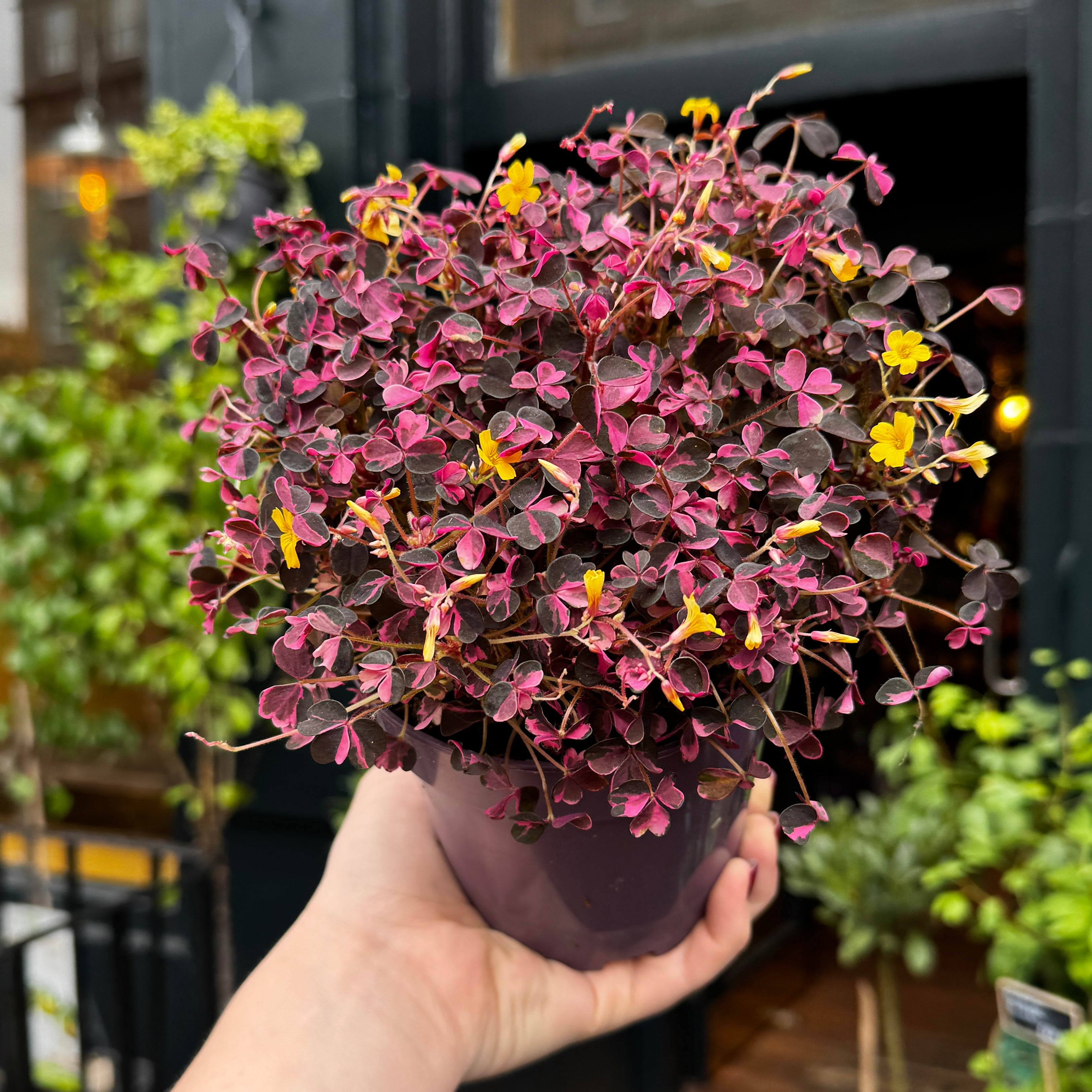 Oxalis 'Plum Crazy' (12cm pot)