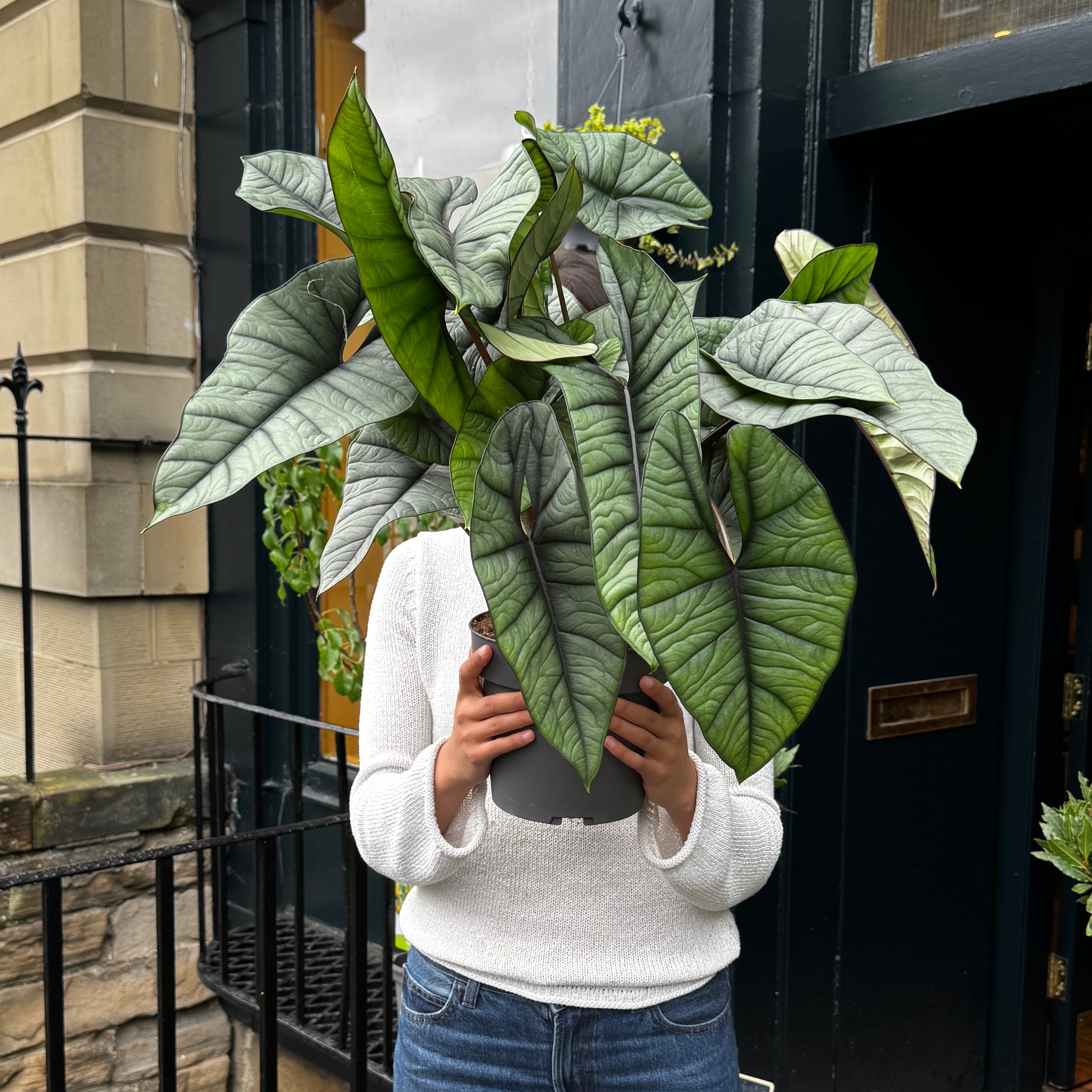 Alocasia ‘Platinum’ XL