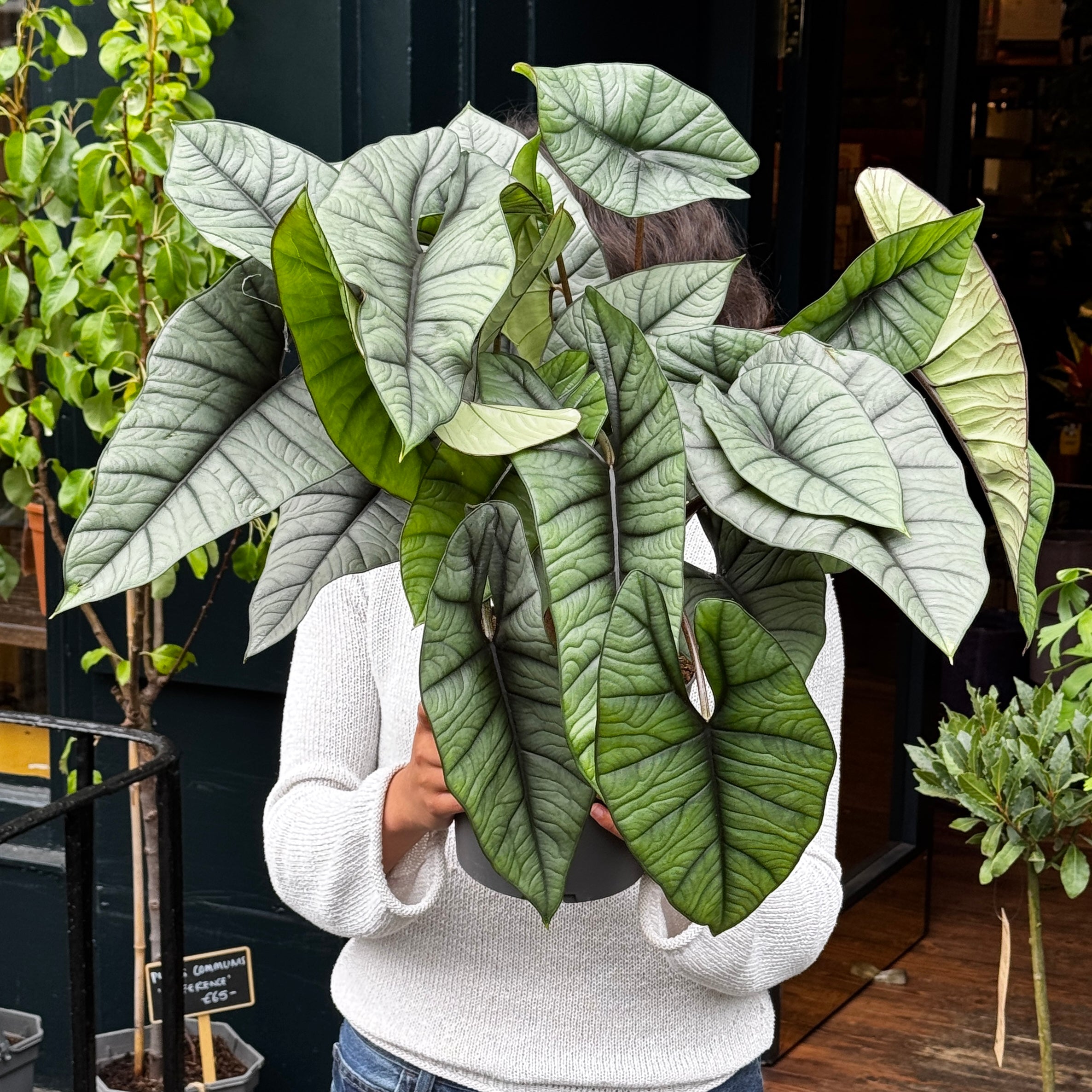 Alocasia ‘Platinum’ XL